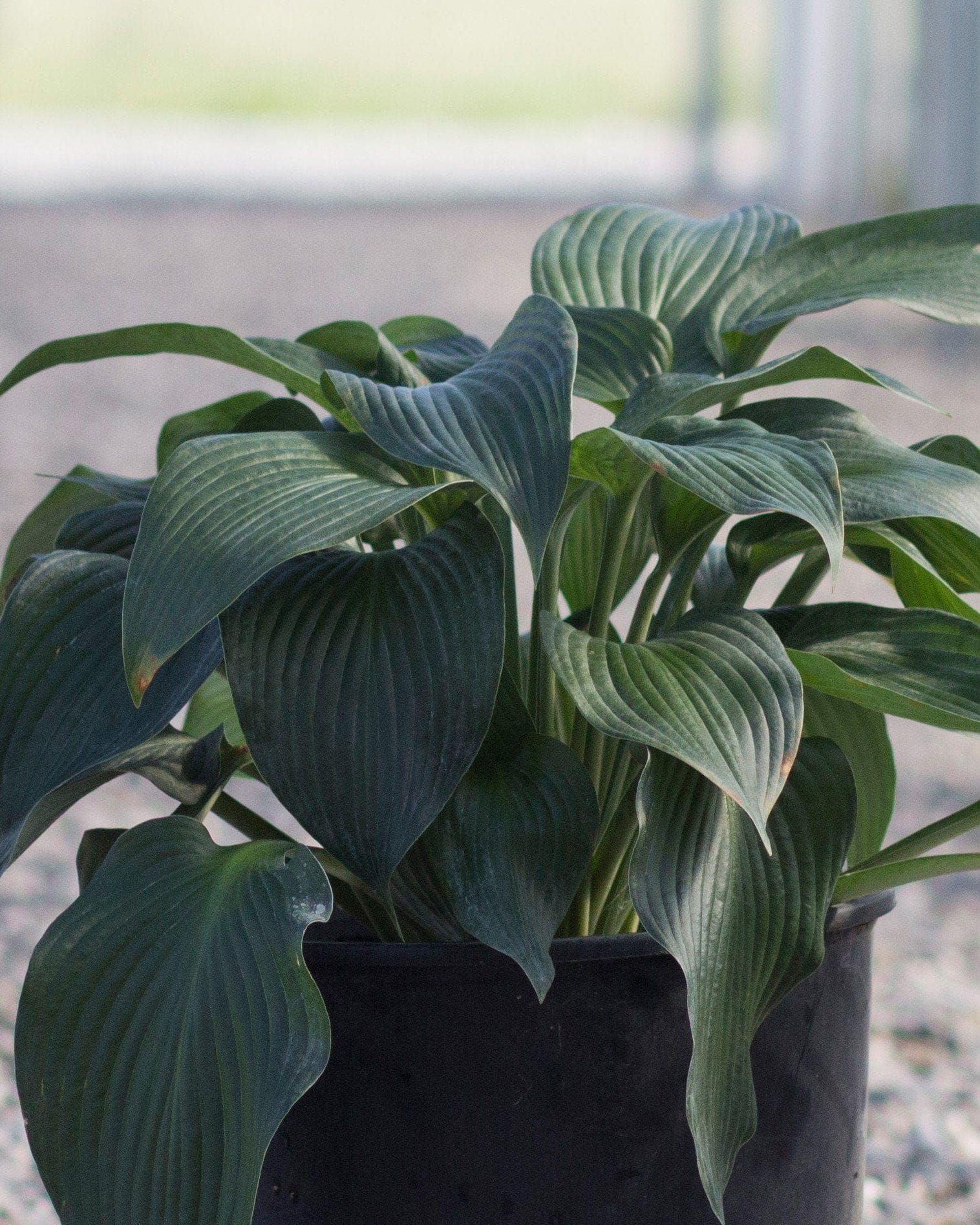 Blue Angel Hosta