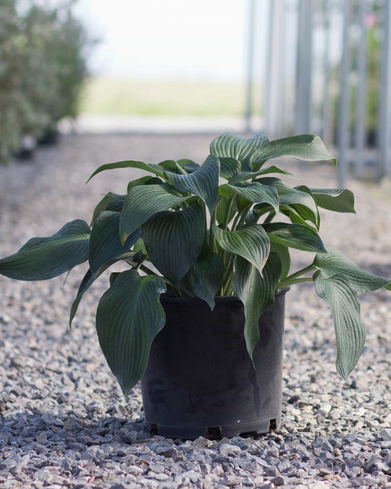 Blue Angel Hosta - view 2