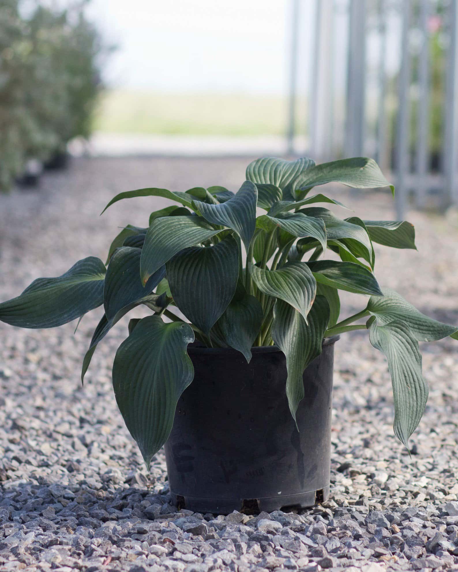 Blue Angel Hosta - Image 1