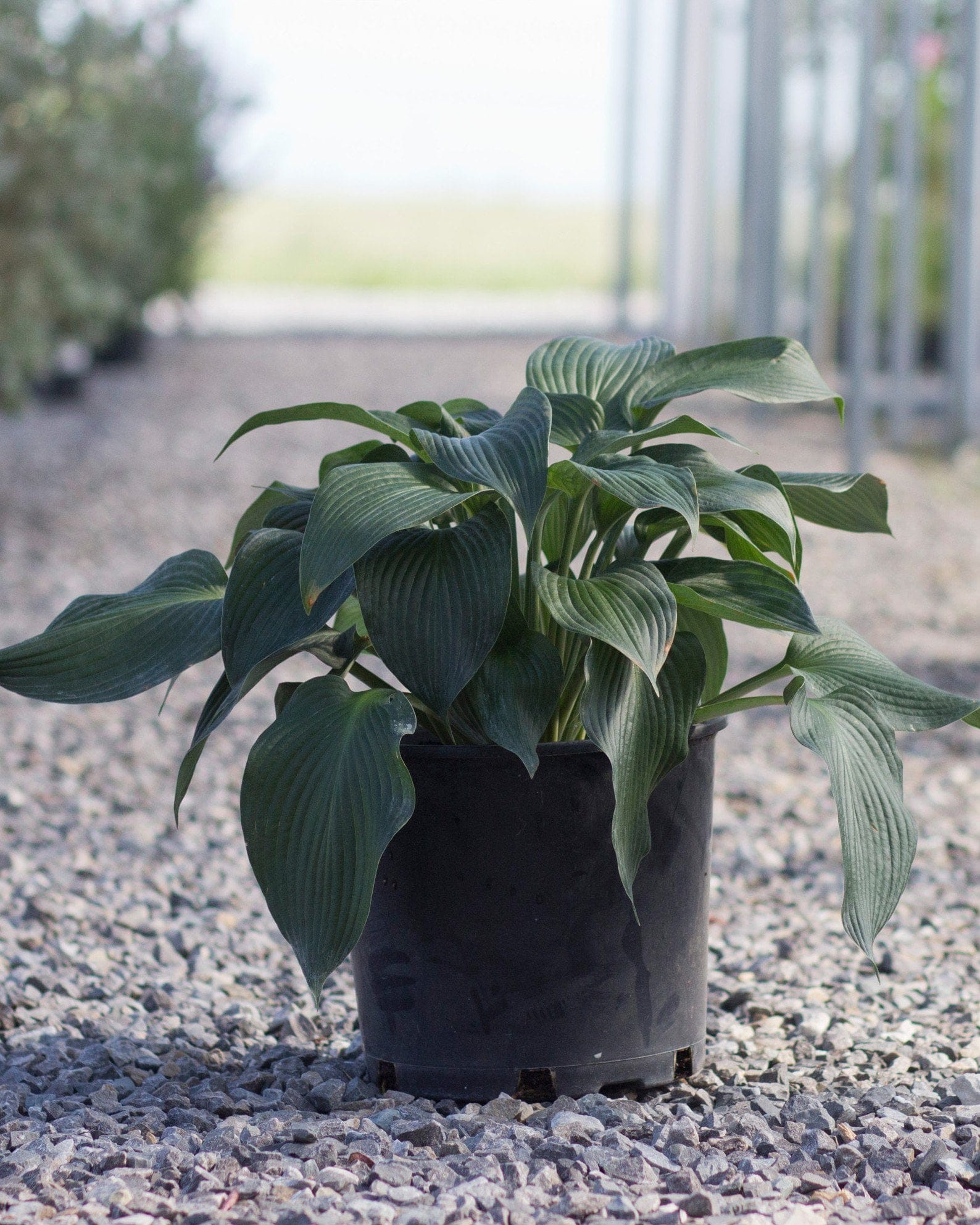 Blue Angel Hosta - view 2