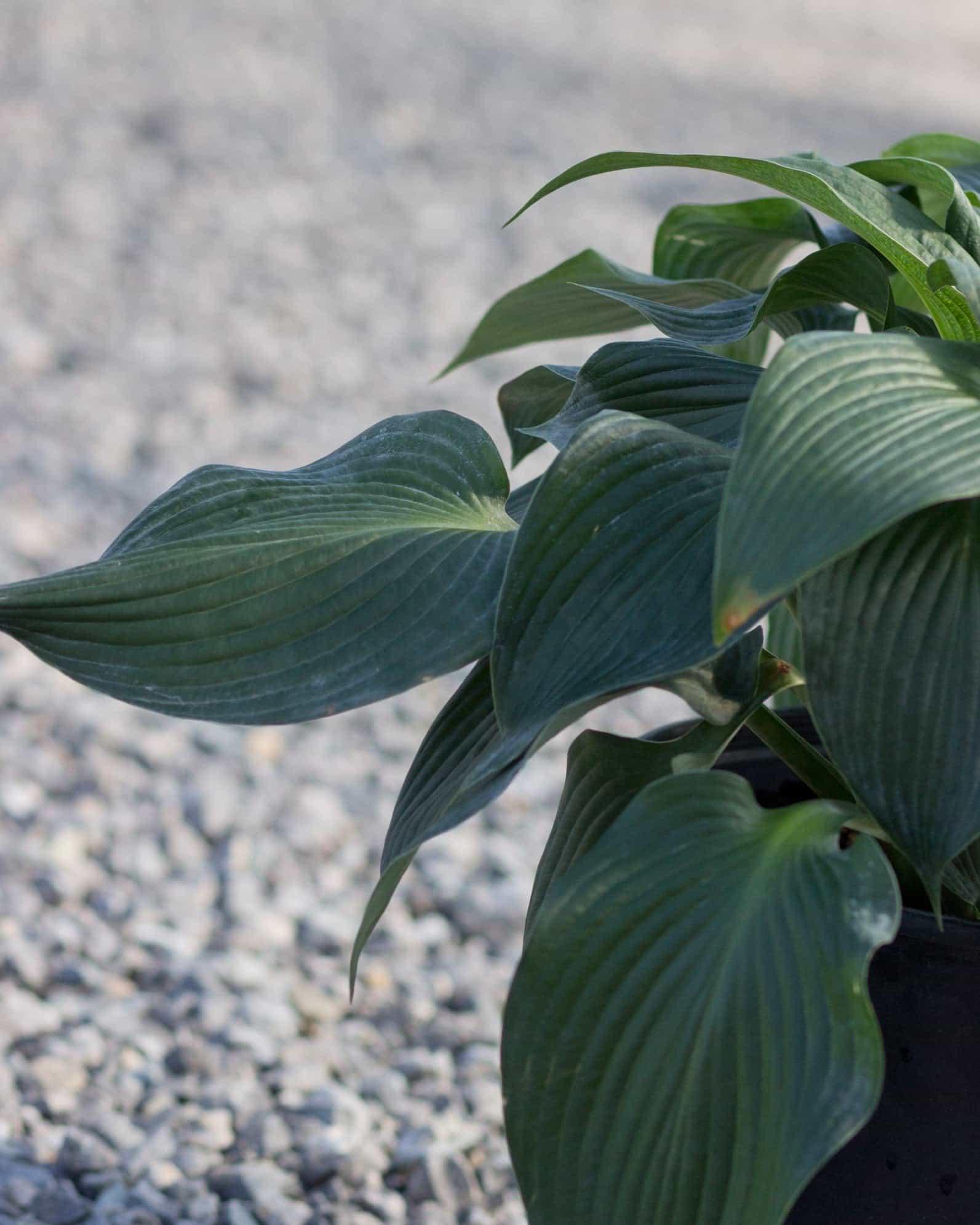 Blue Angel Hosta - view 3