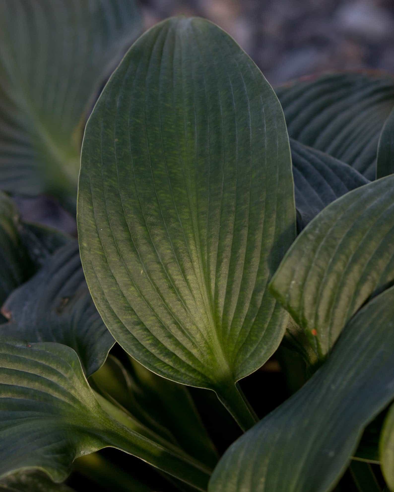 Blue Angel Hosta - view 4