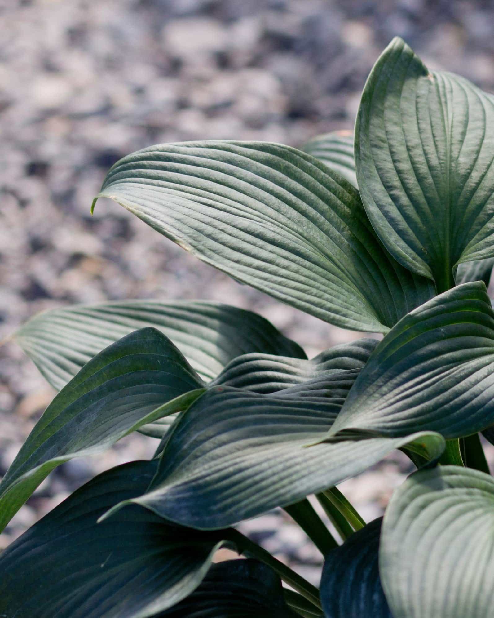 Blue Angel Hosta - view 5