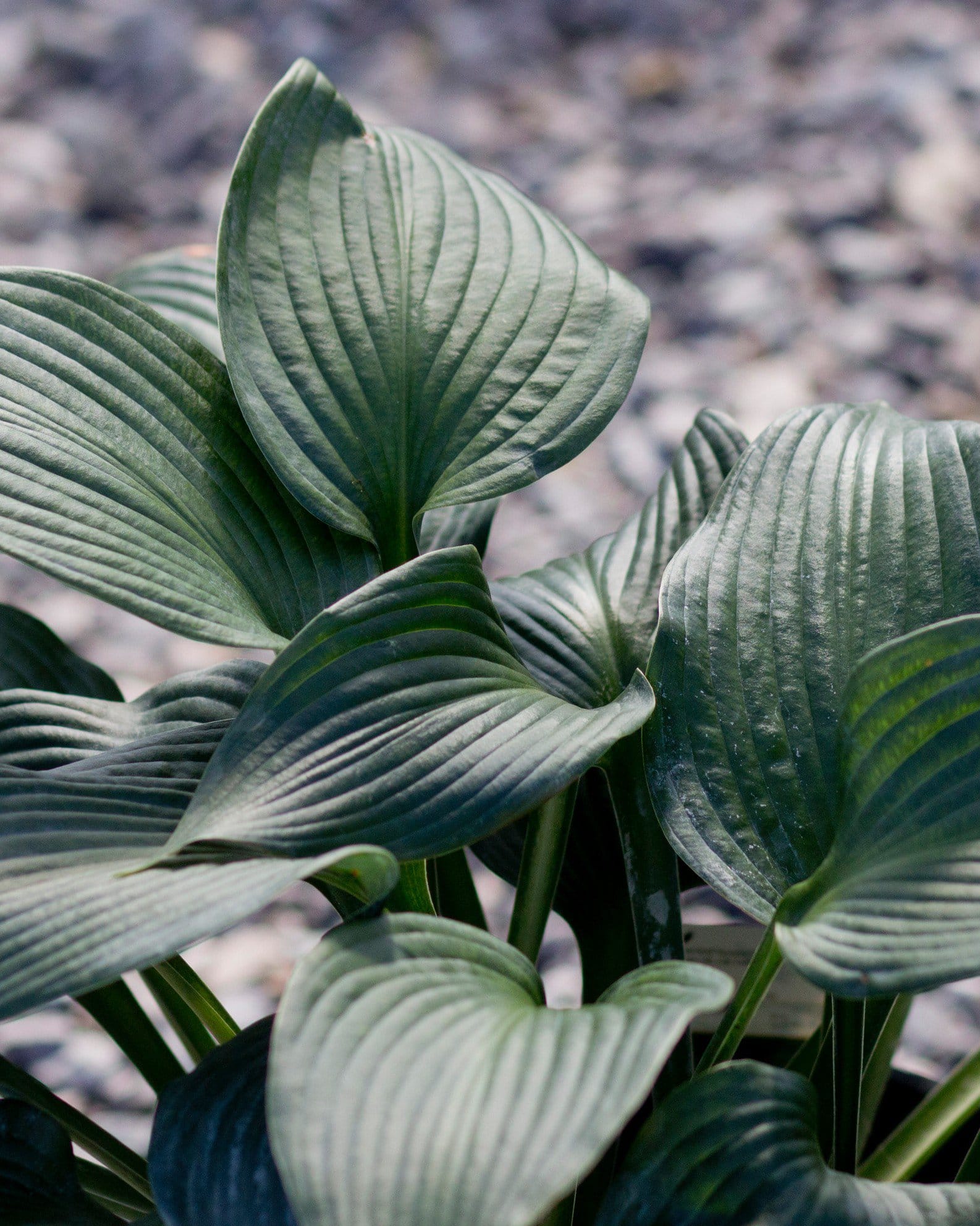 Blue Angel Hosta - view 5