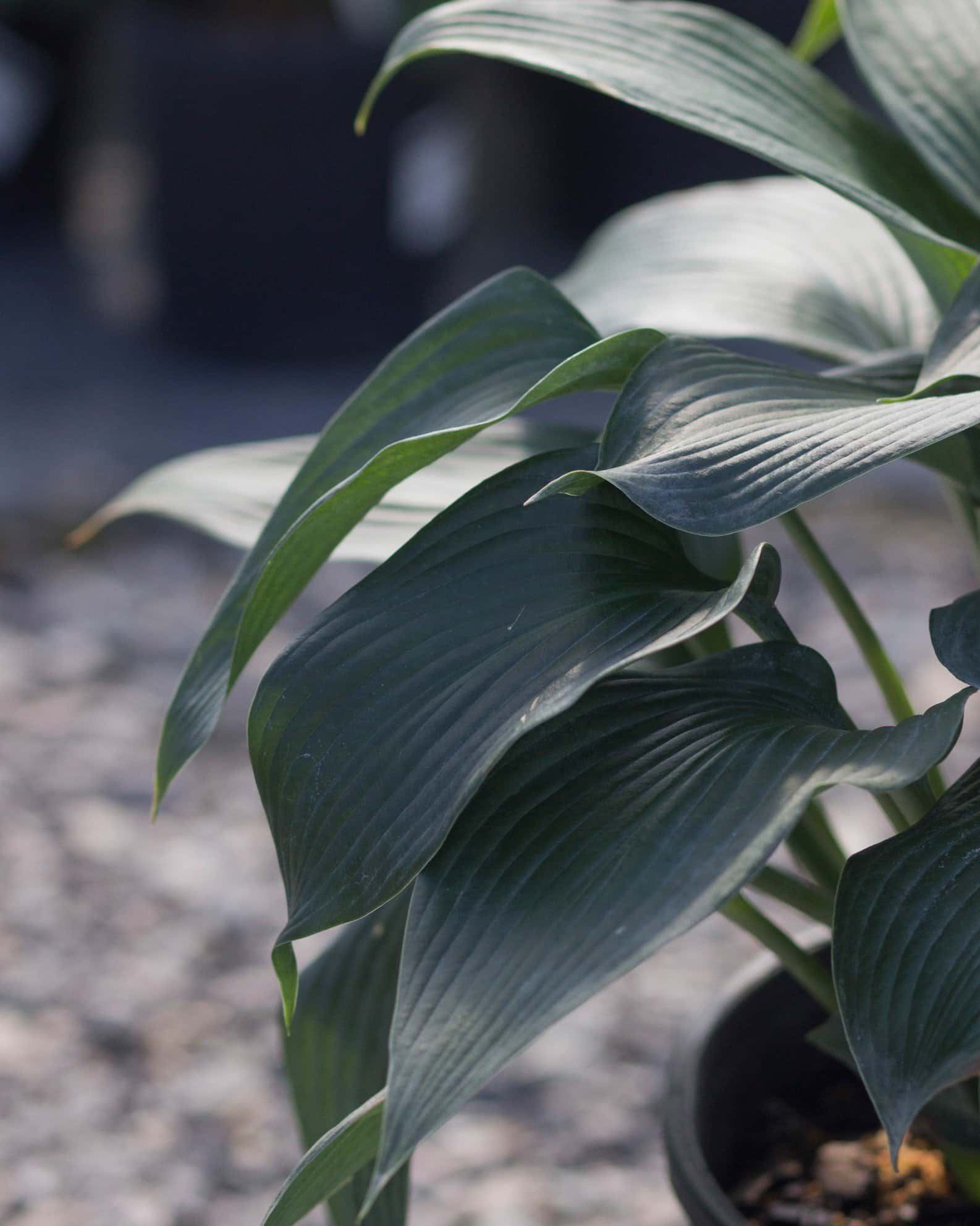 Blue Angel Hosta - Image 6
