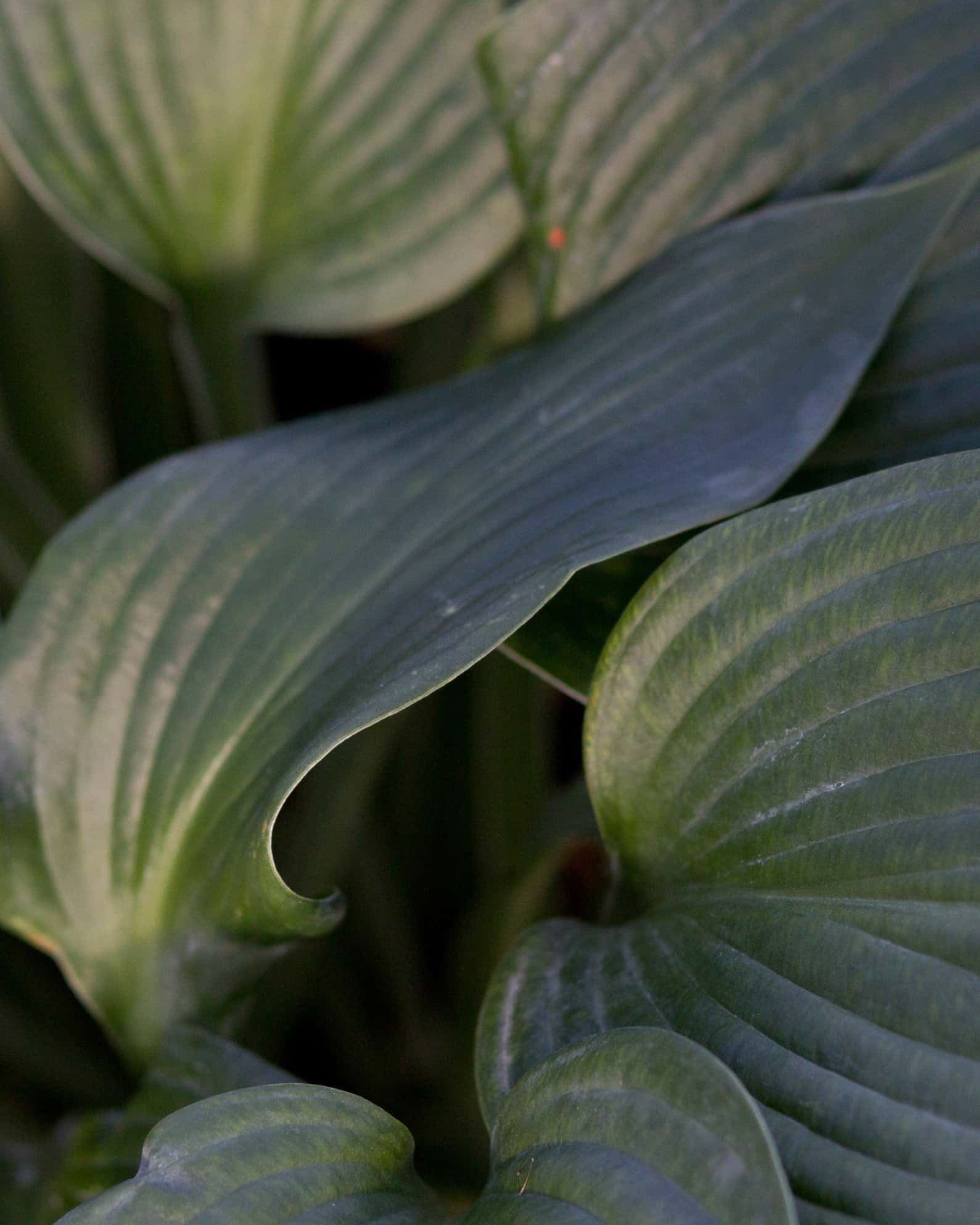 Blue Angel Hosta - Image 7