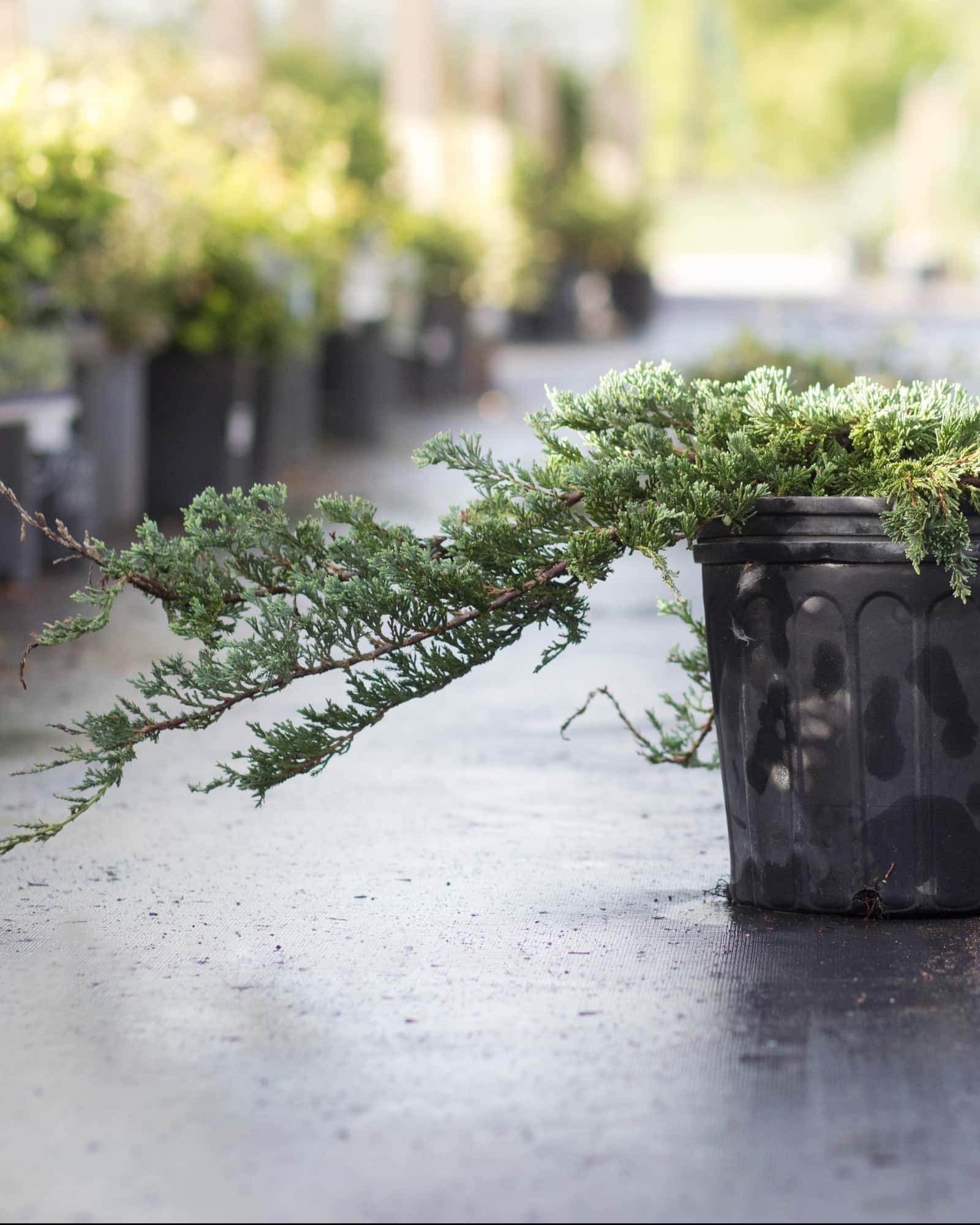 Blue Rug Juniper - Image 6