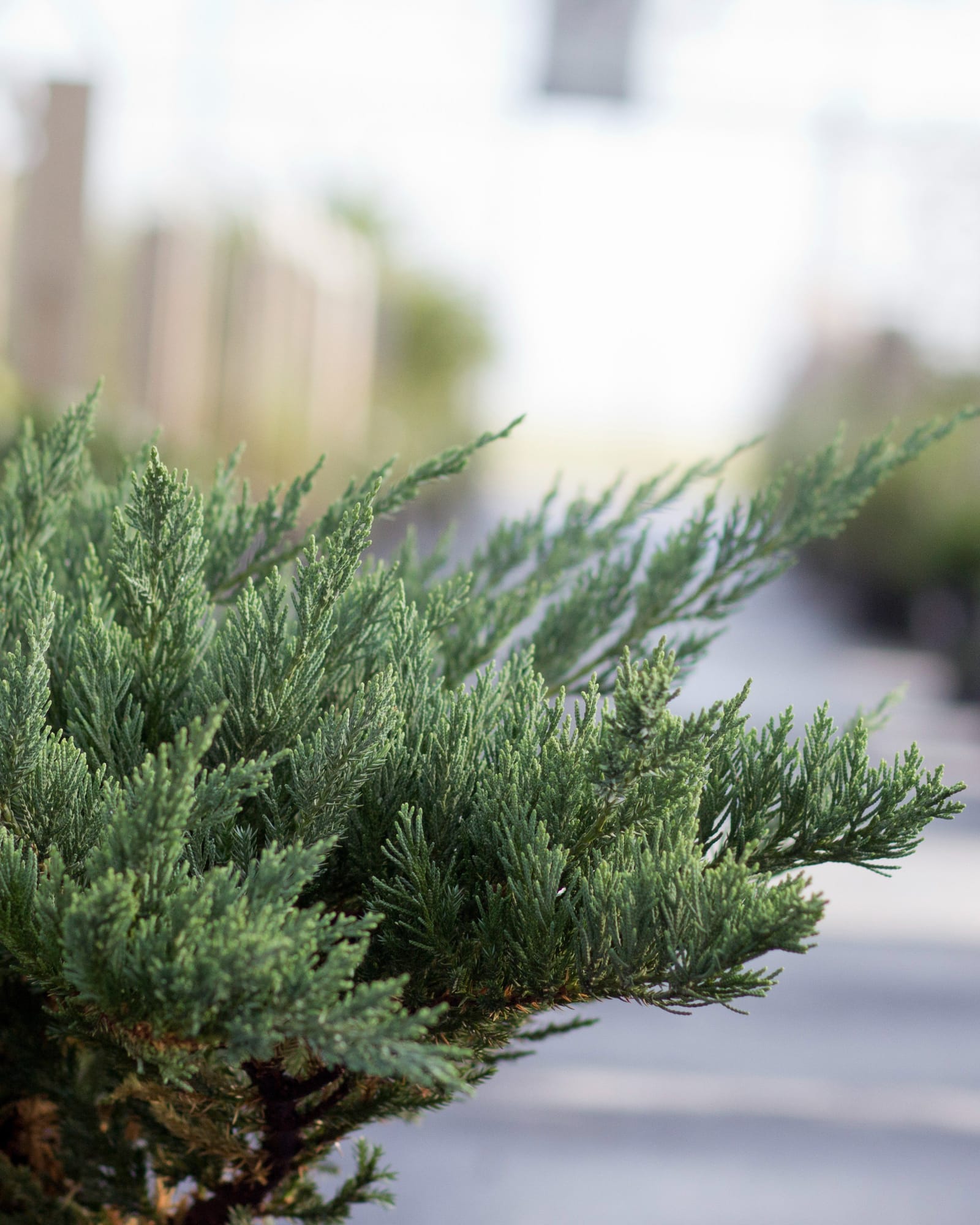 Parsoni Juniper - view 2