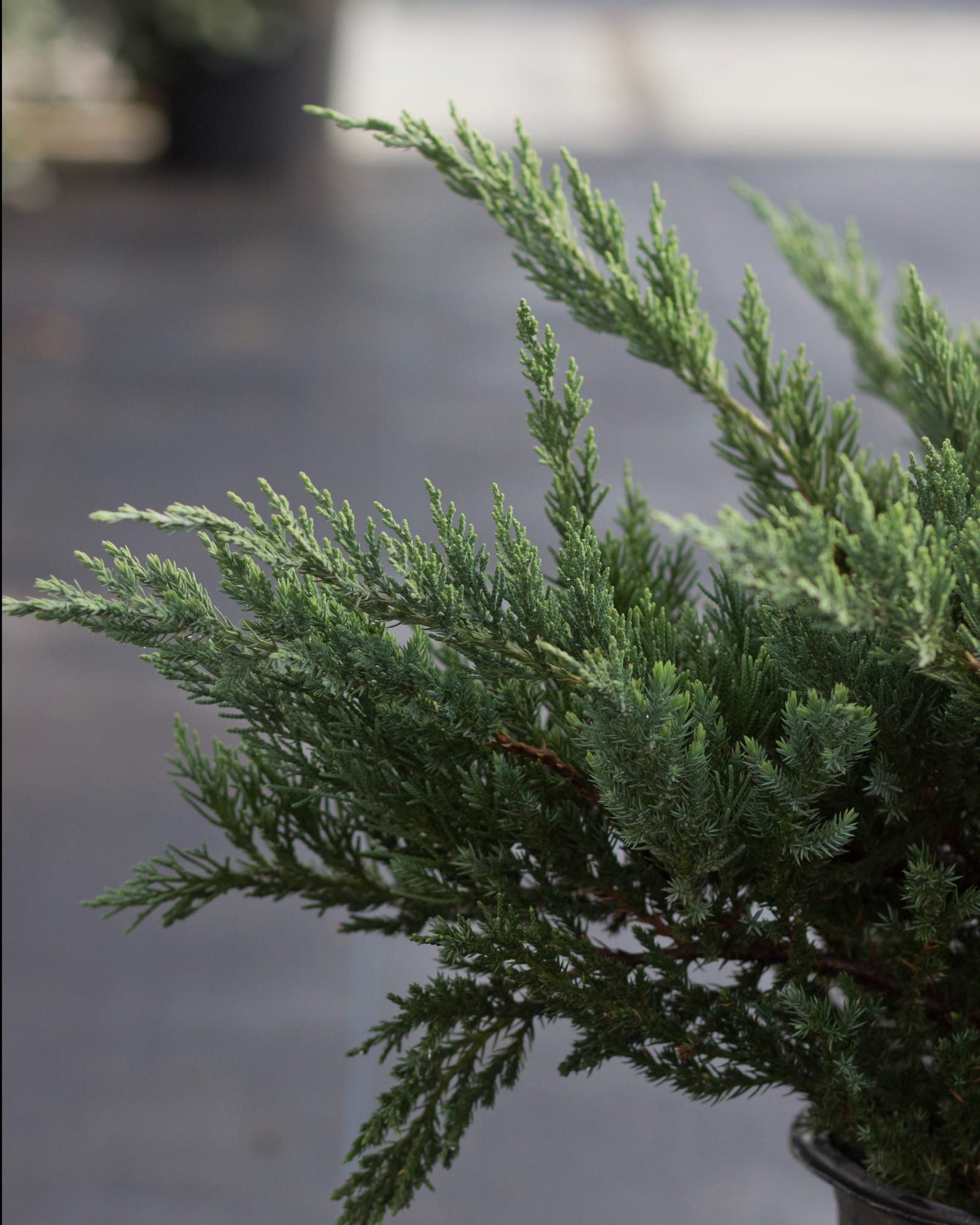 Parsoni Juniper - view 3