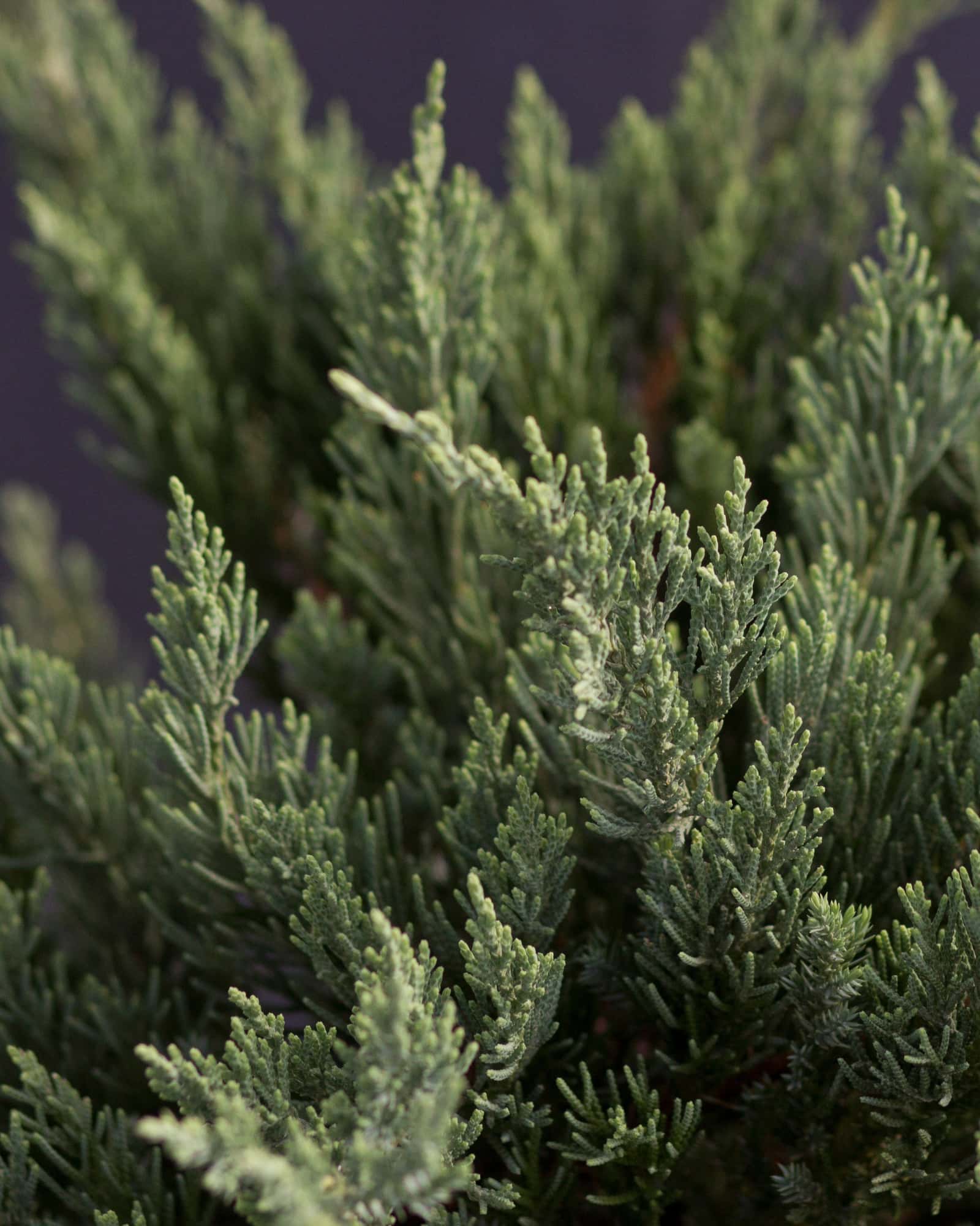 Parsoni Juniper - Image 3
