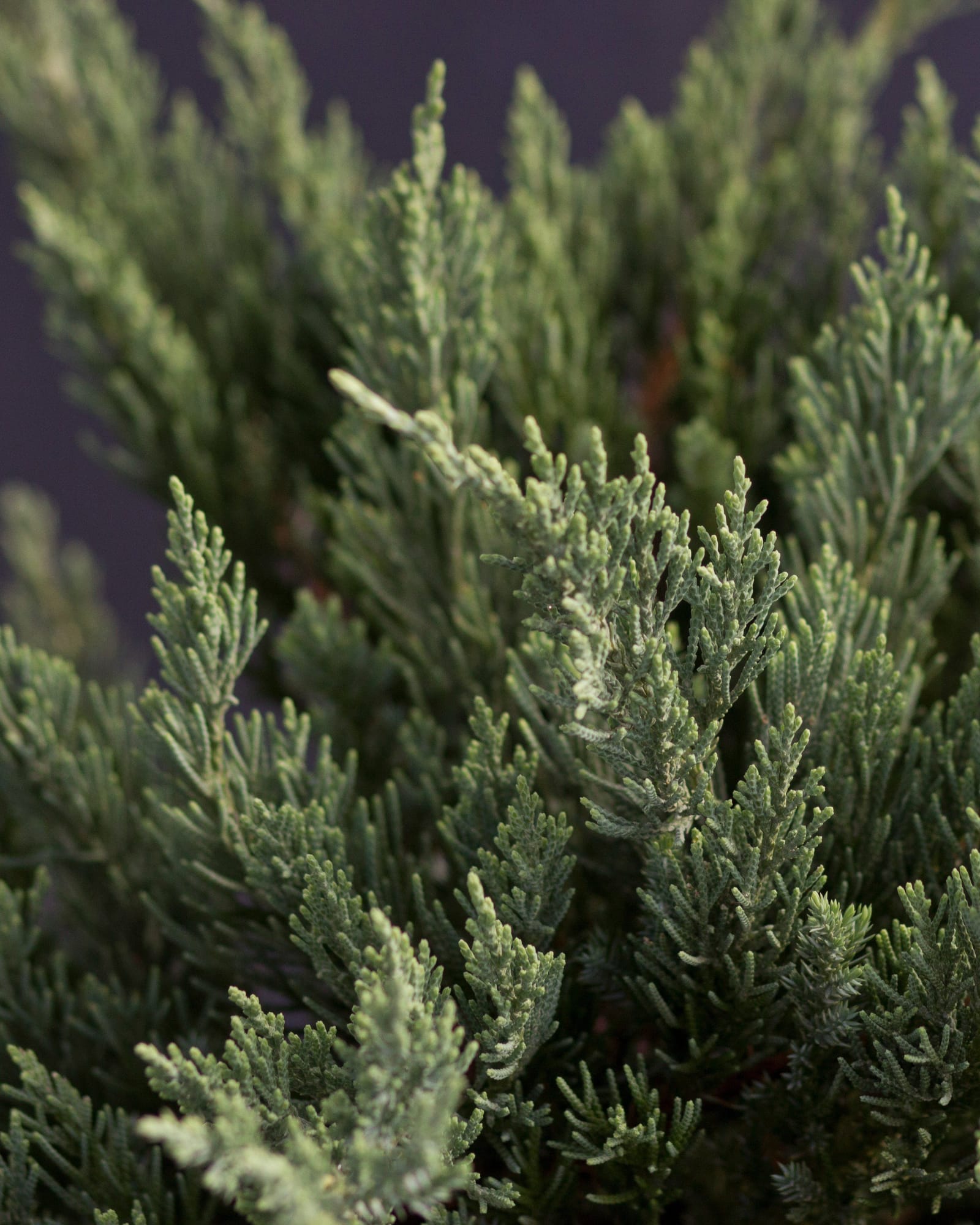 Parsoni Juniper - view 4