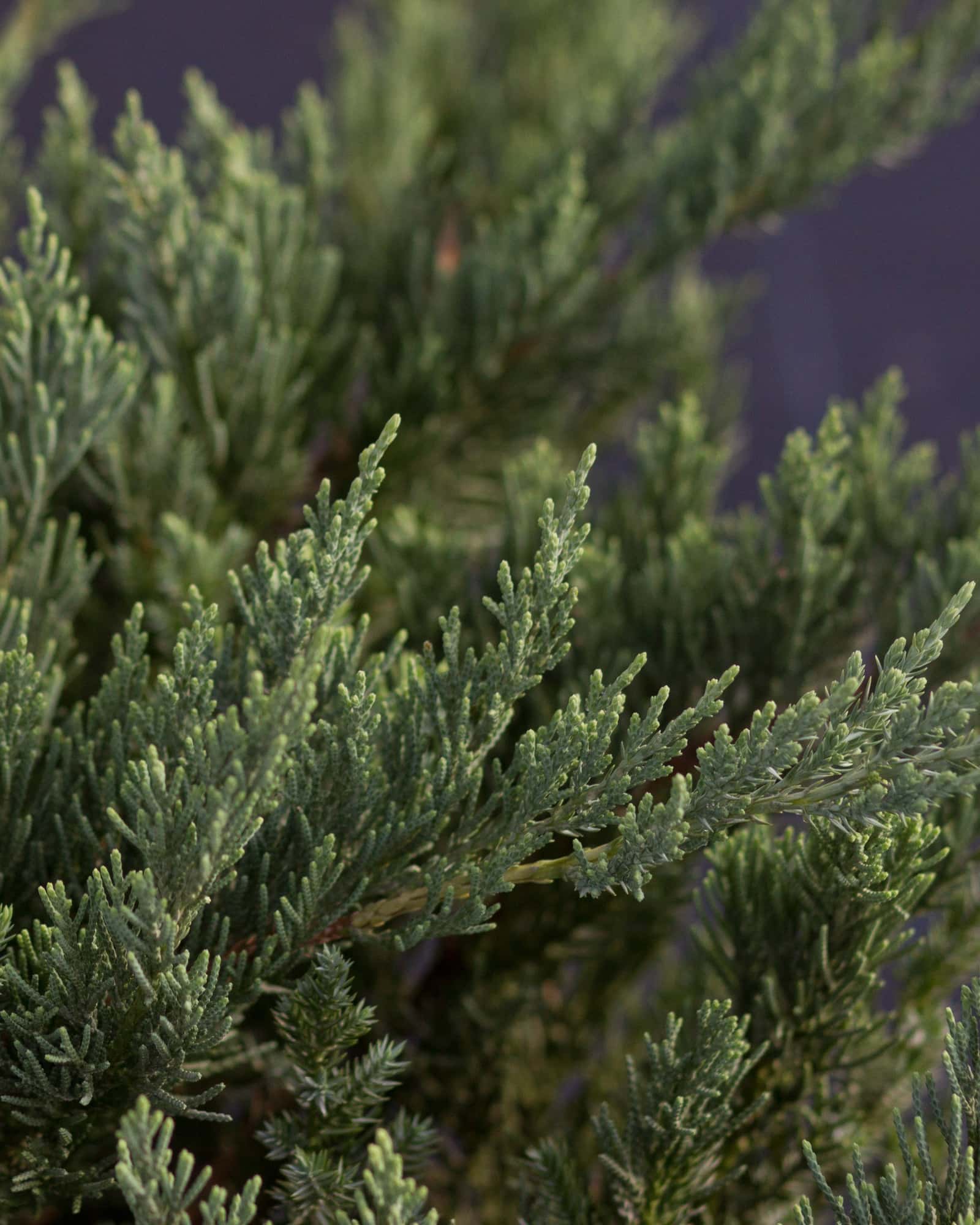 Parsoni Juniper - Image 4