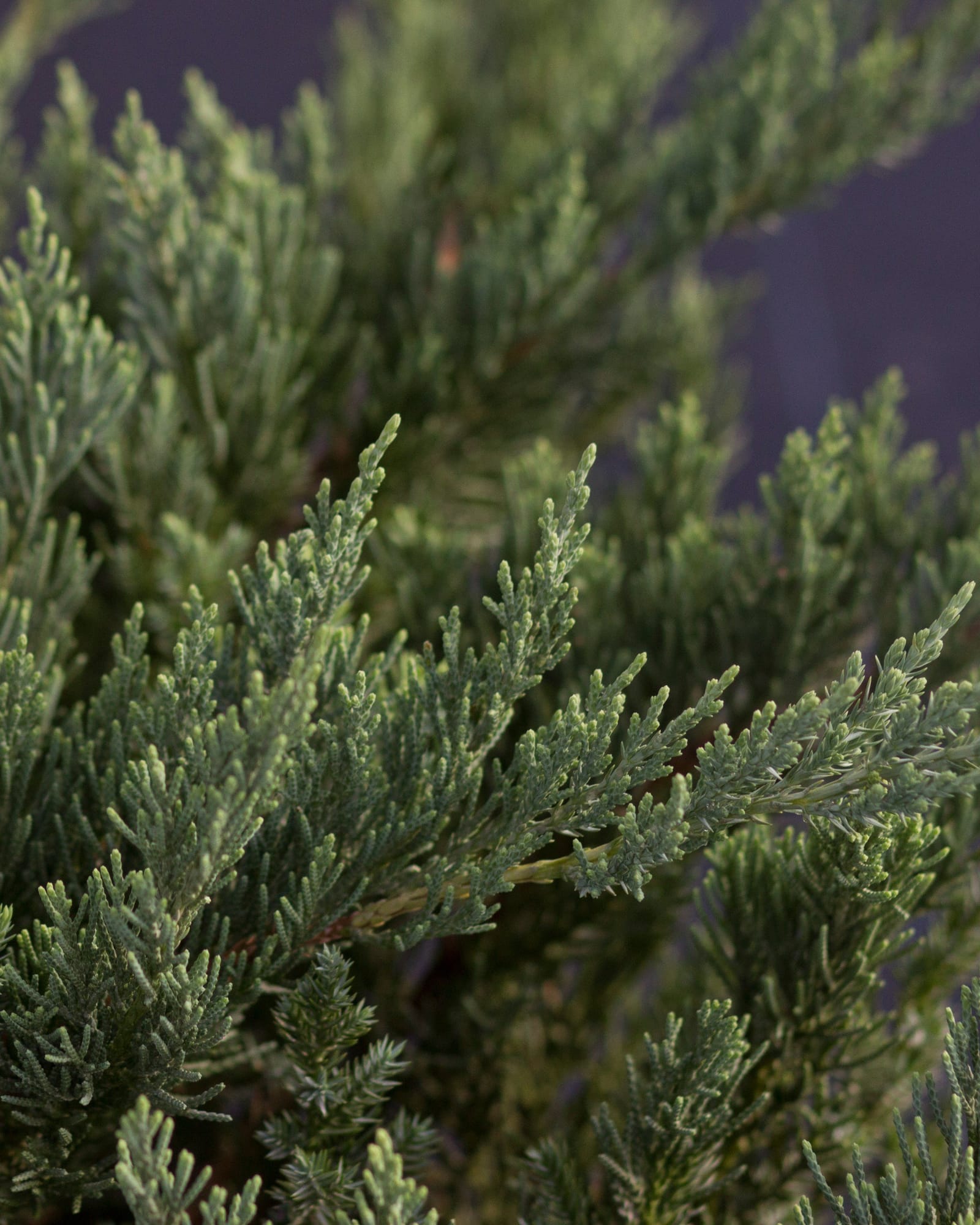 Parsoni Juniper - view 5