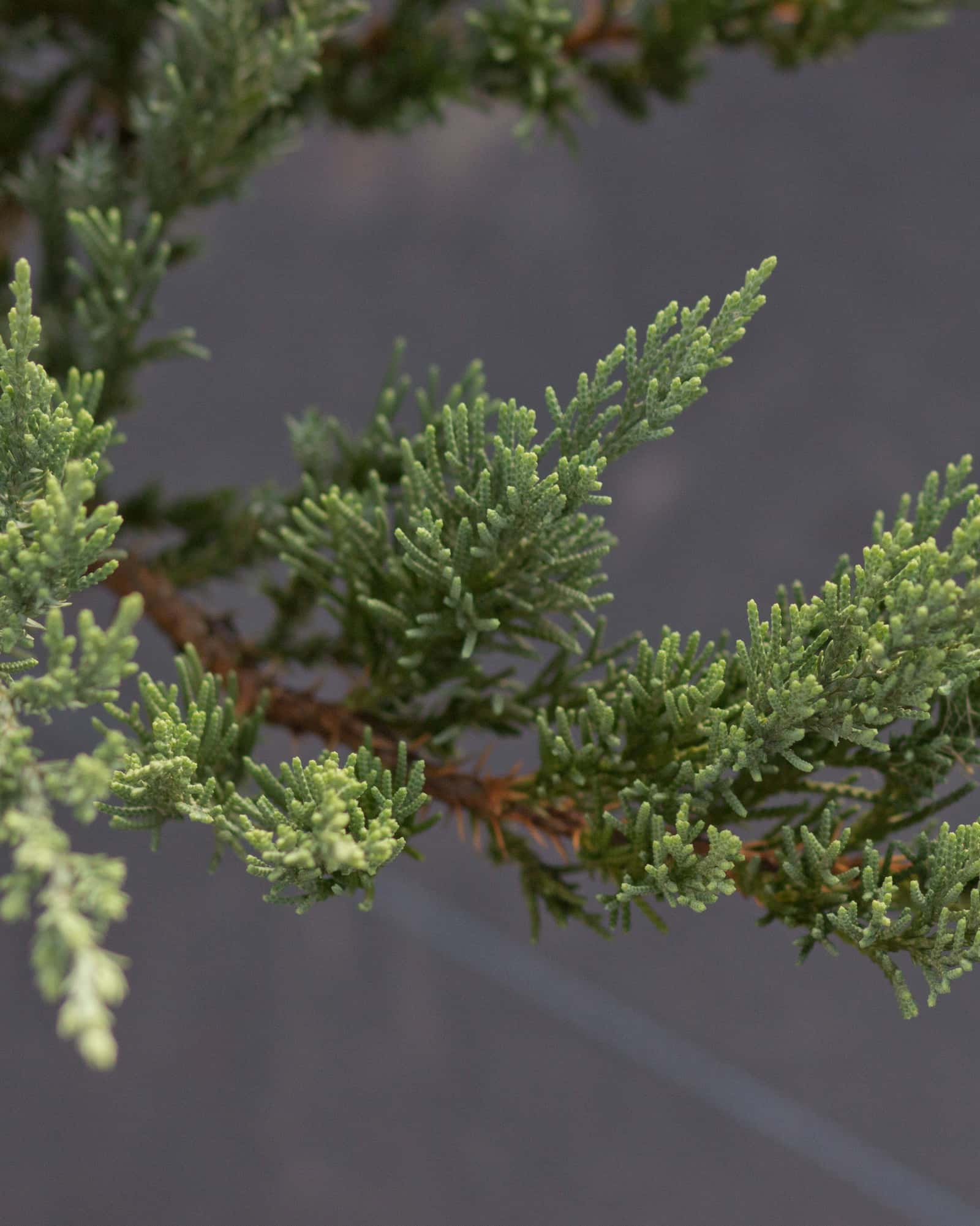 Parsoni Juniper - Image 5