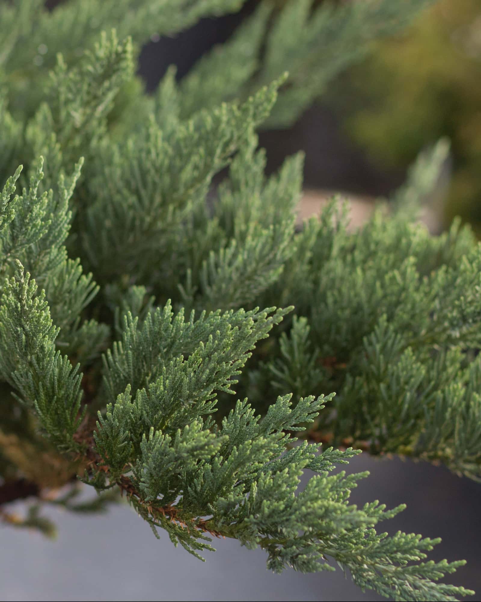 Parsoni Juniper - Image 6