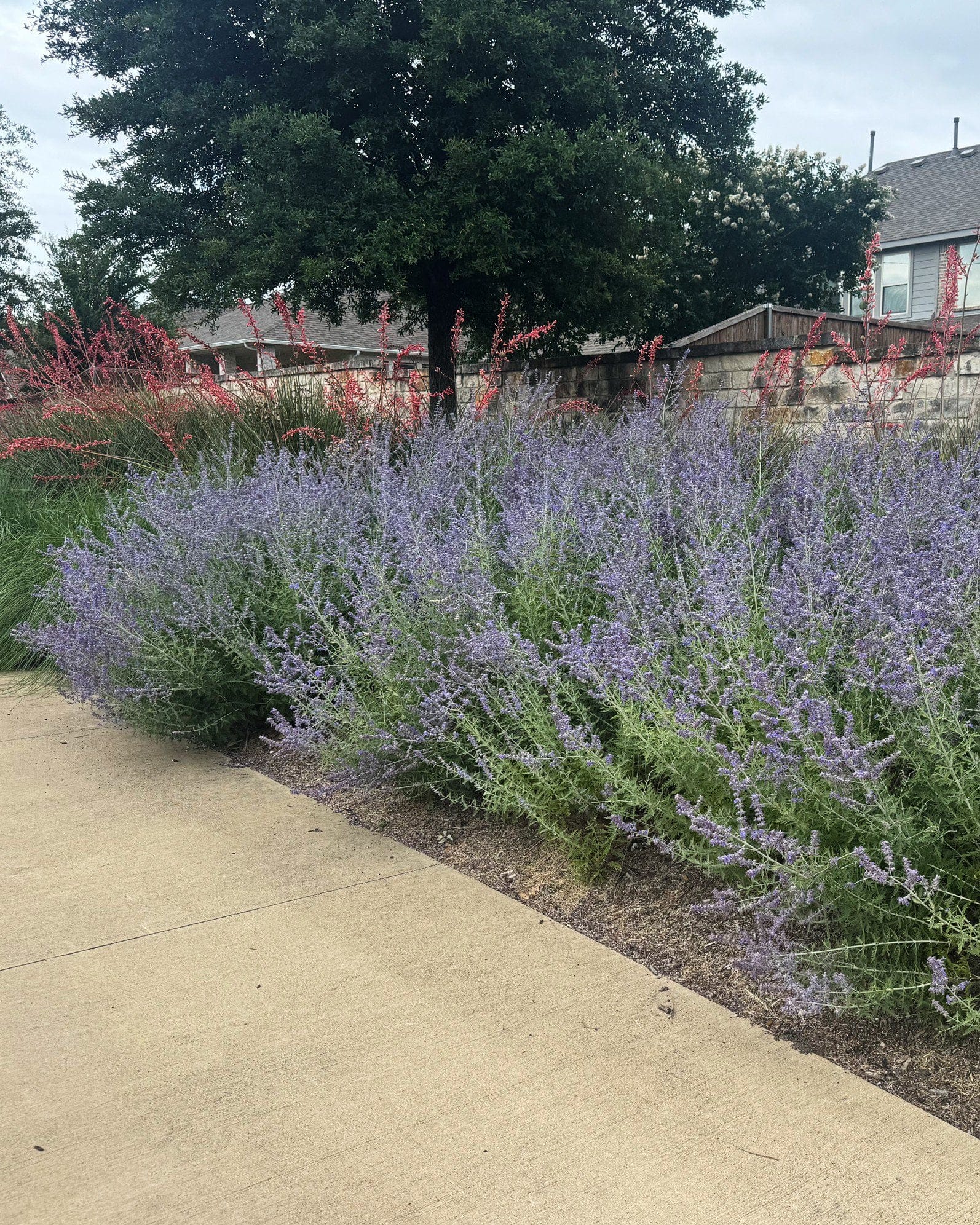 Russian Sage - view 3
