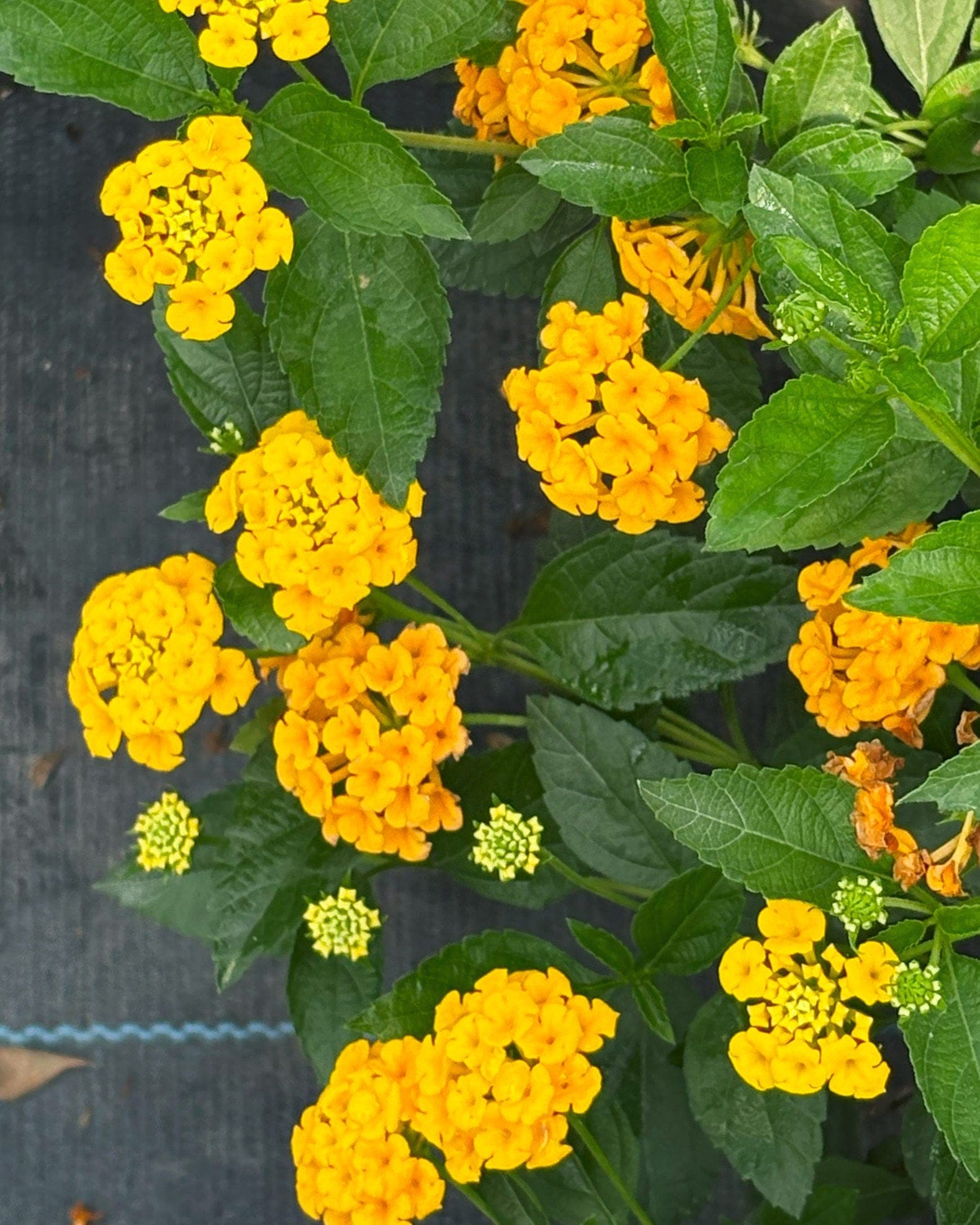 New Gold Lantana