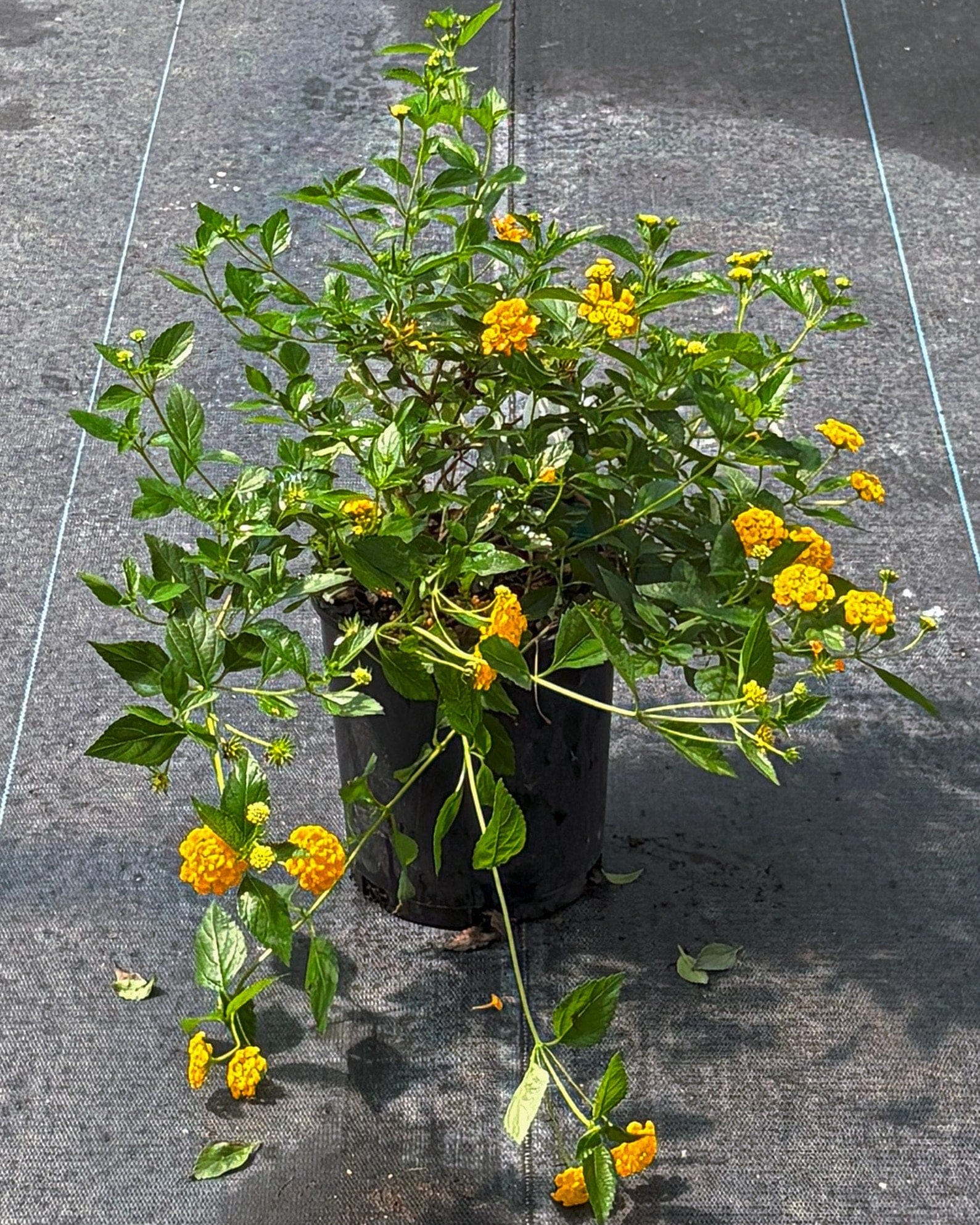 New Gold Lantana - view 2