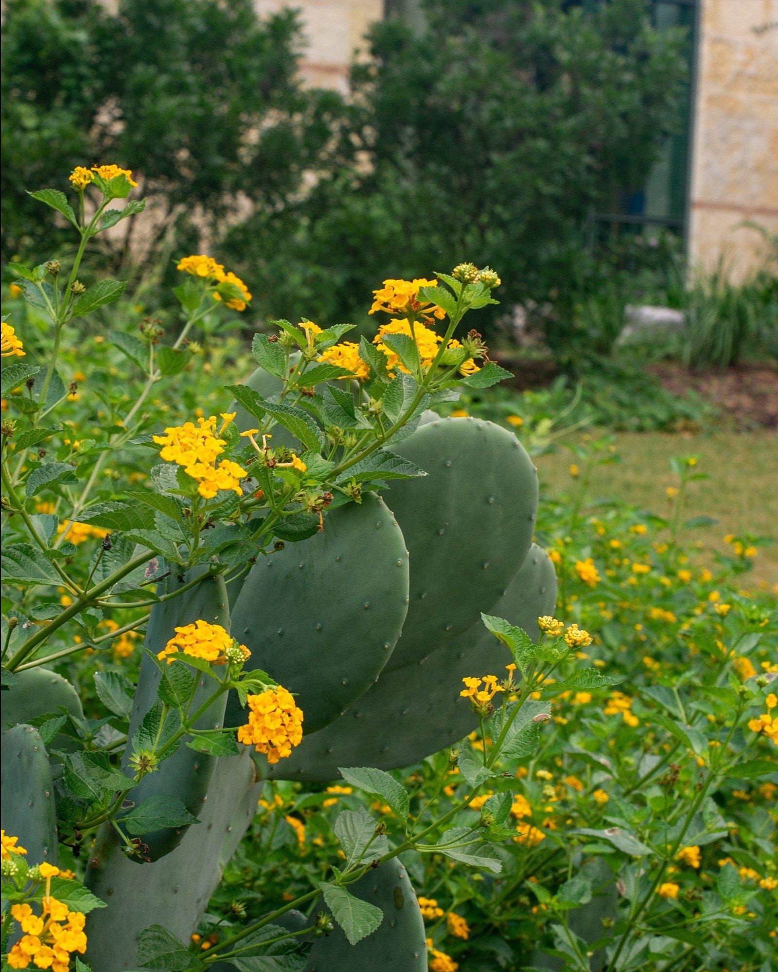 New Gold Lantana - view 3