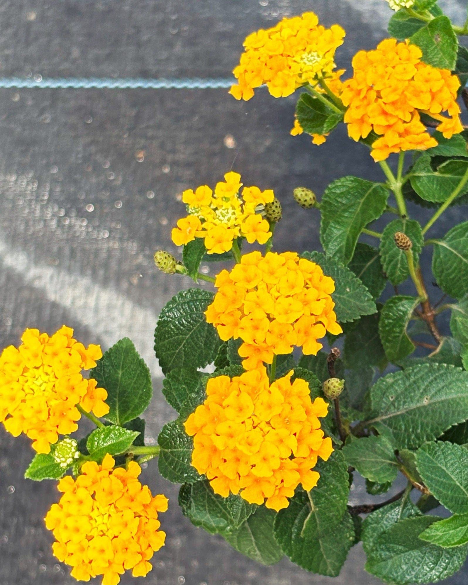 New Gold Lantana - view 4
