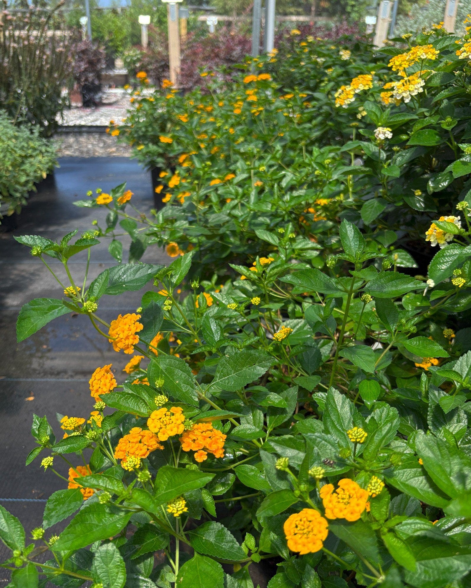 New Gold Lantana - view 5