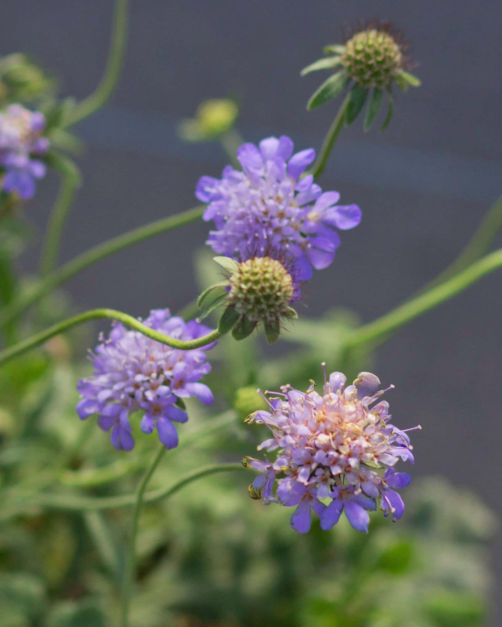 Butterfly Blue Scabiosa Pincushion - Main Image