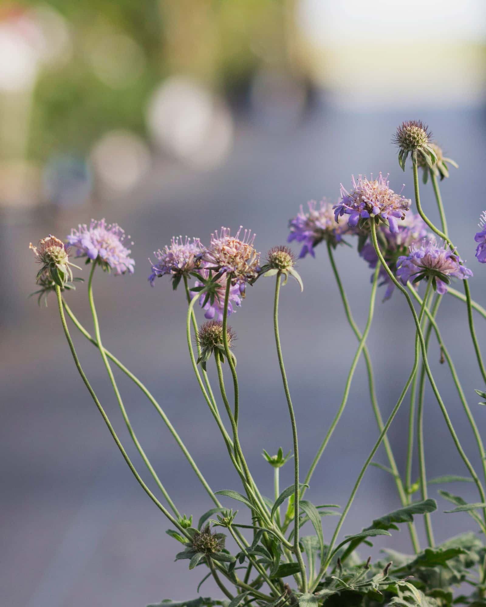 Butterfly Blue Scabiosa Pincushion - Image 2