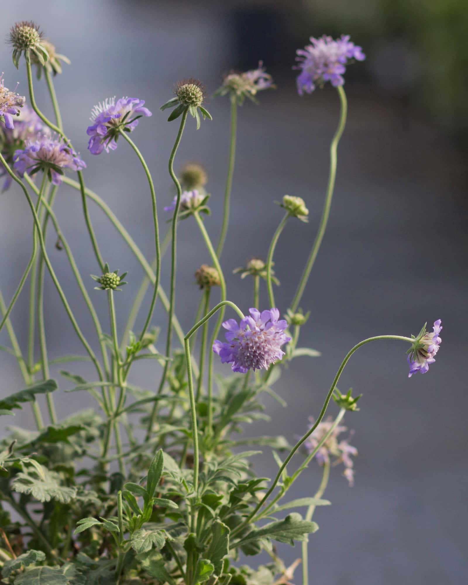 Butterfly Blue Scabiosa Pincushion - Image 3