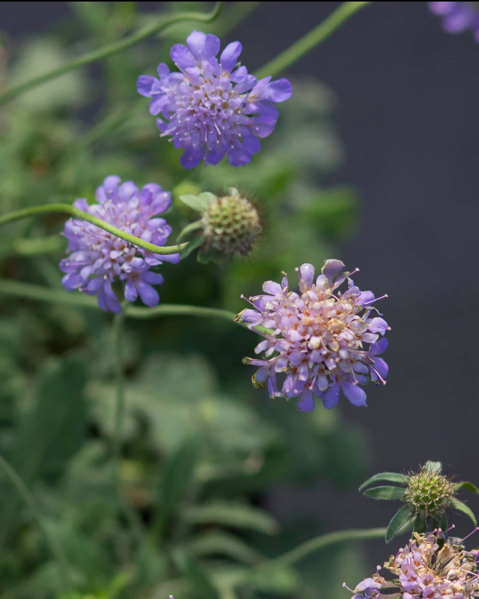 Butterfly Blue Scabiosa Pincushion - Image 5