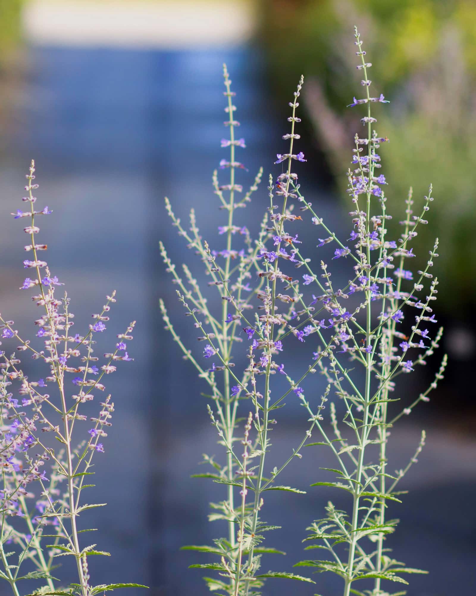 Russian Sage - Image 3