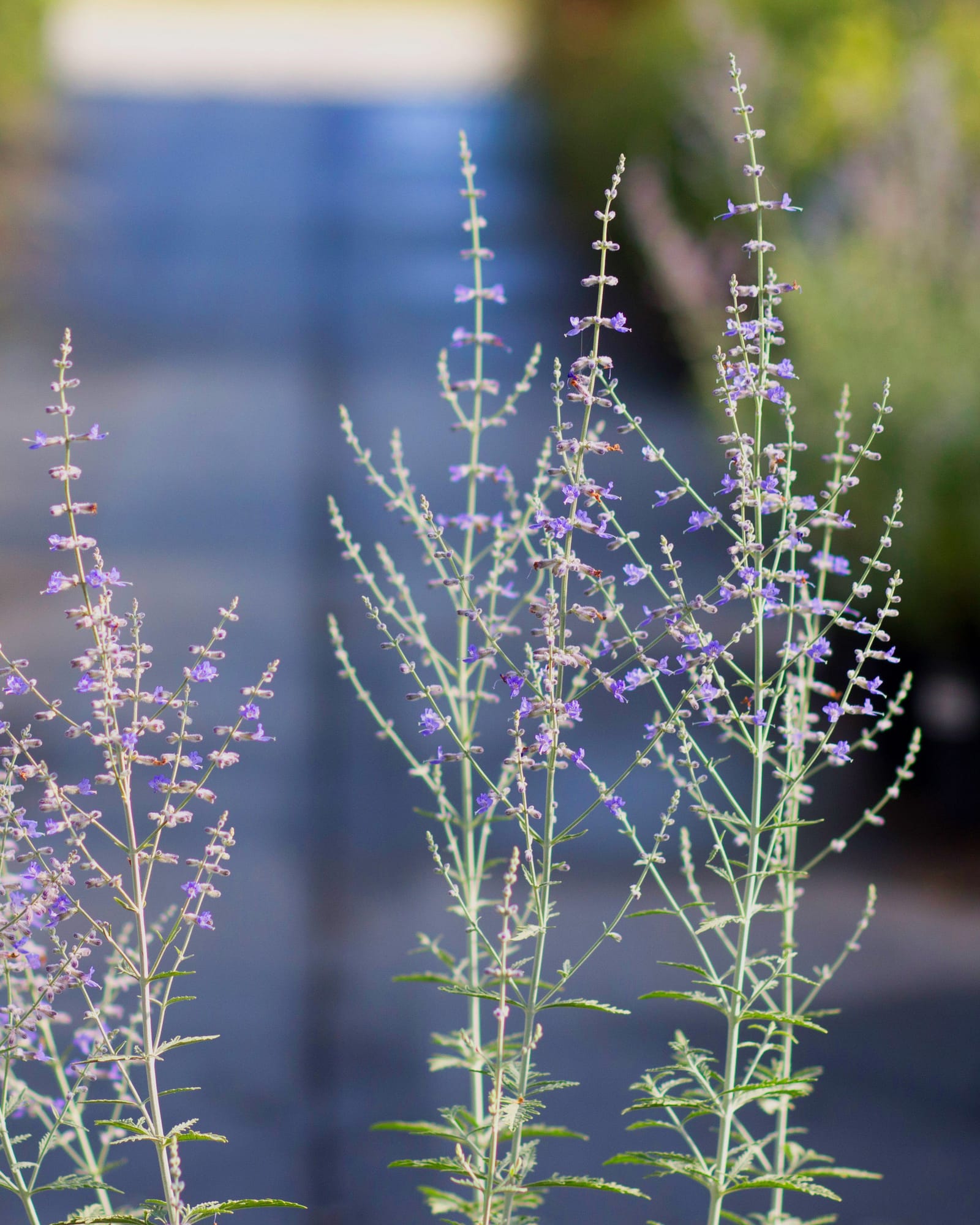 Russian Sage - view 4