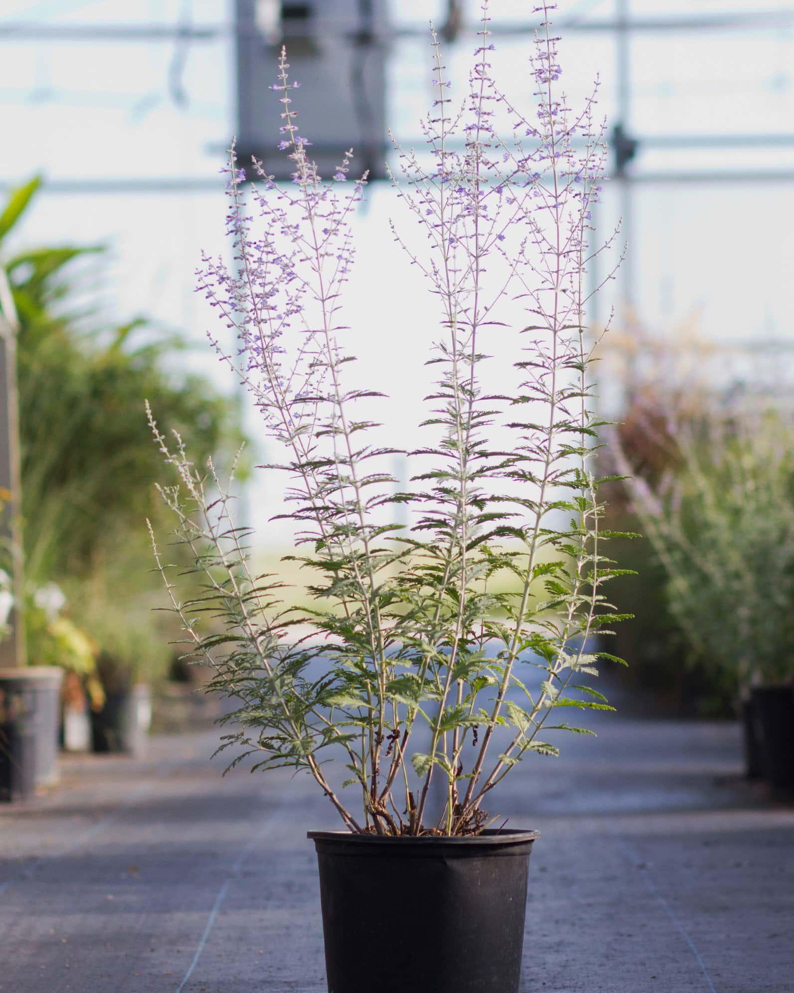 Russian Sage - Image 4