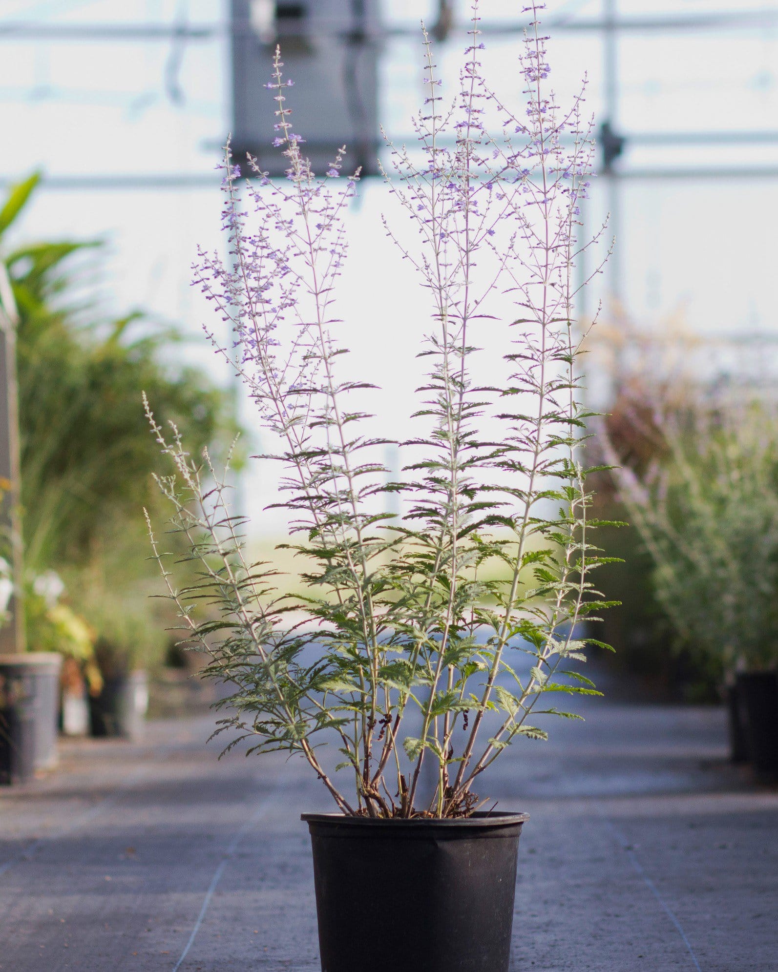 Russian Sage - view 5