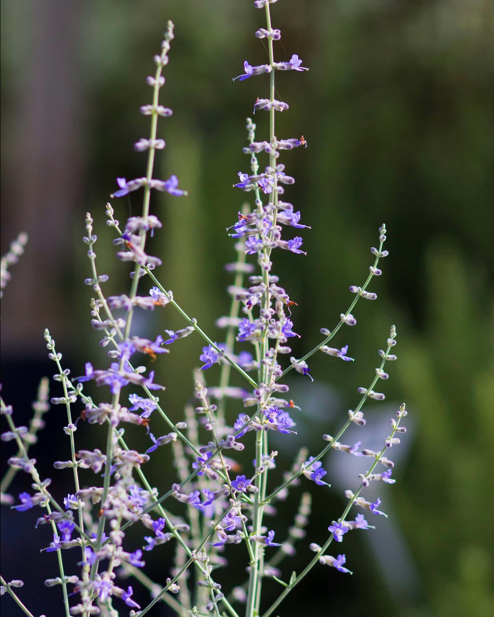 Russian Sage - Image 6