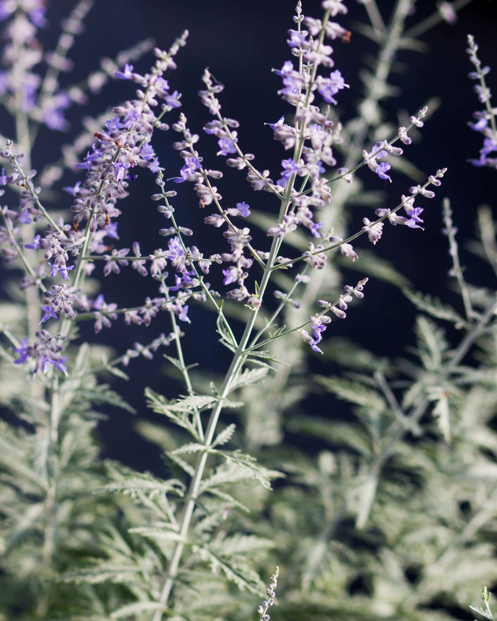 Russian Sage - Main Image