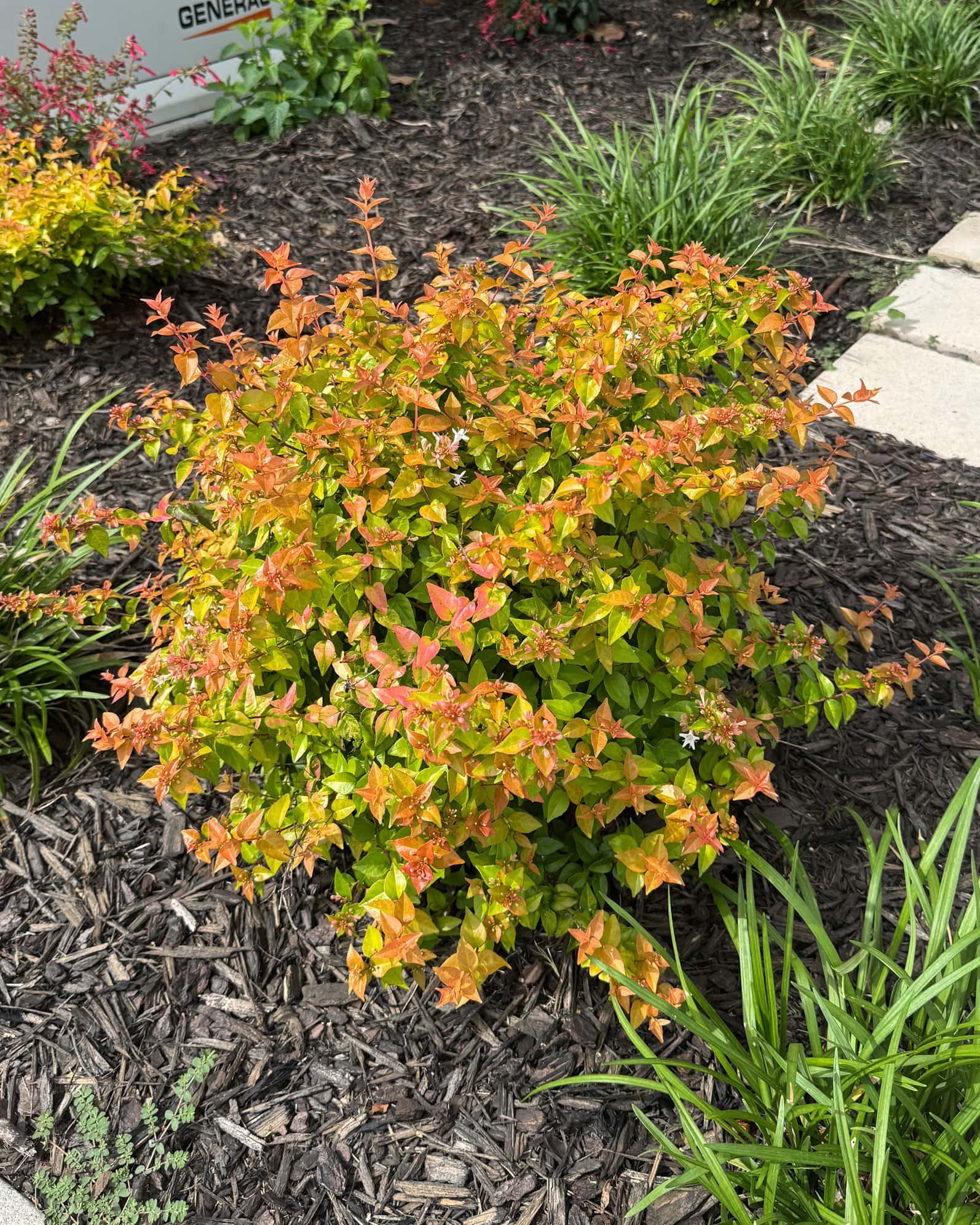 Canyon Creek Abelia - Main Image
