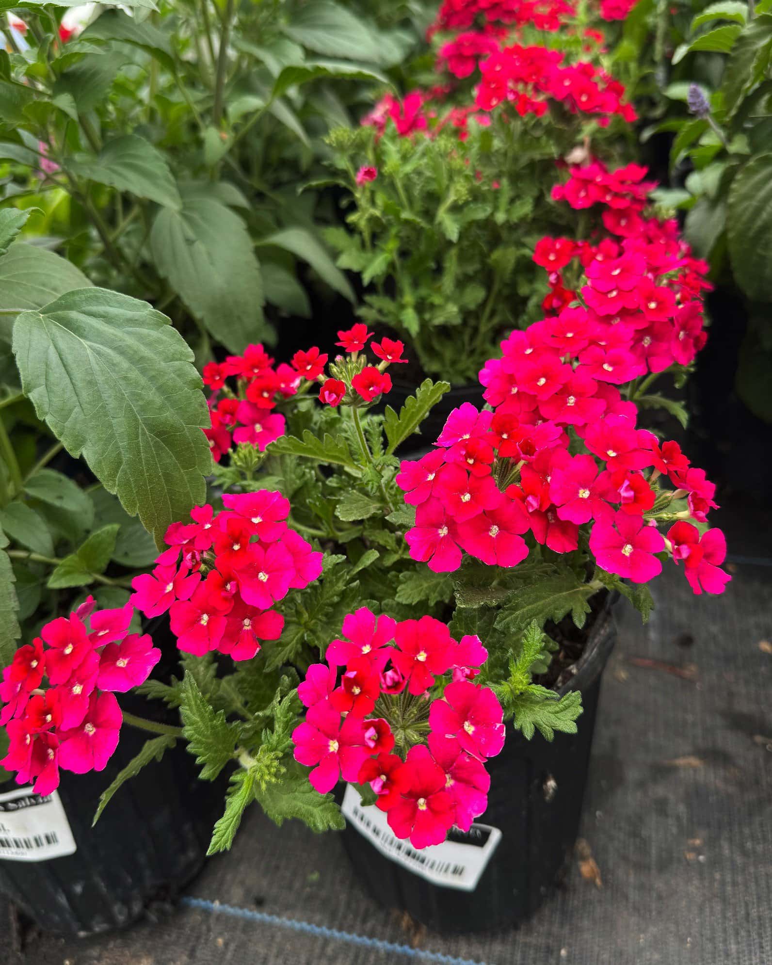 Empress Sun Cherry Verbena - Image 2