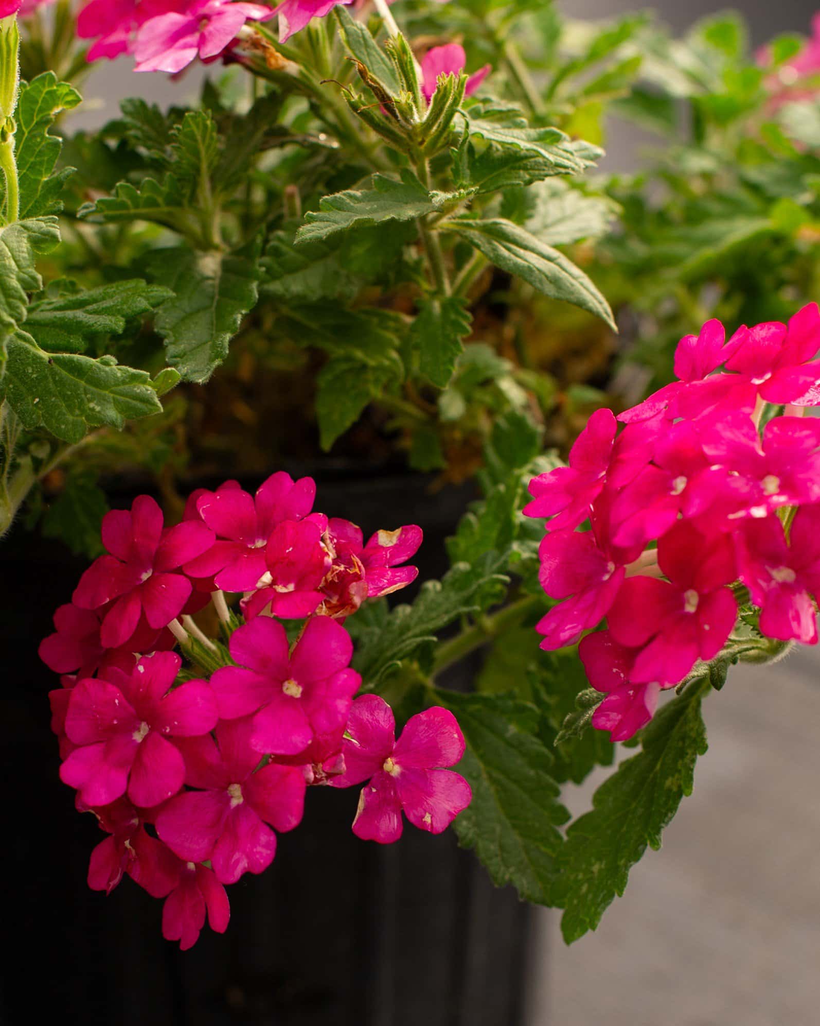 Empress Sun Cherry Verbena - Image 3