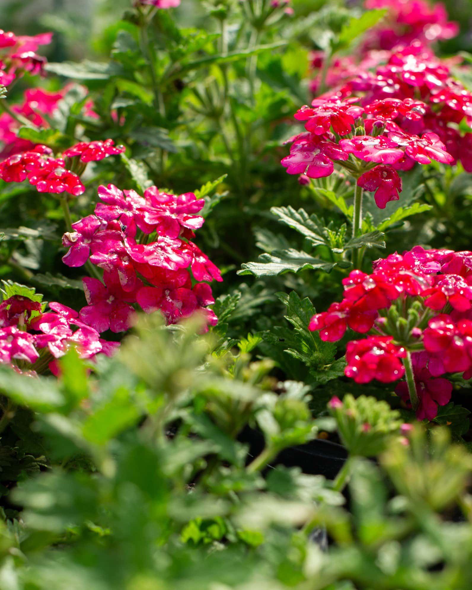 Empress Sun Cherry Verbena - Image 4