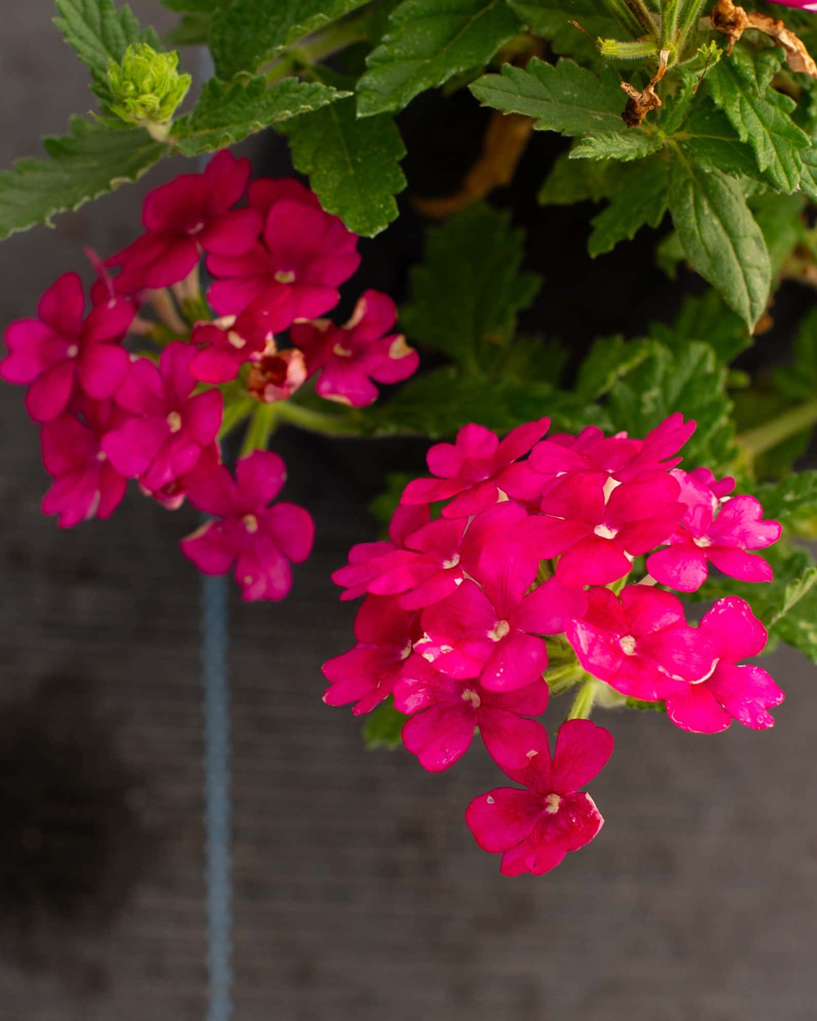 Empress Sun Cherry Verbena - Image 5