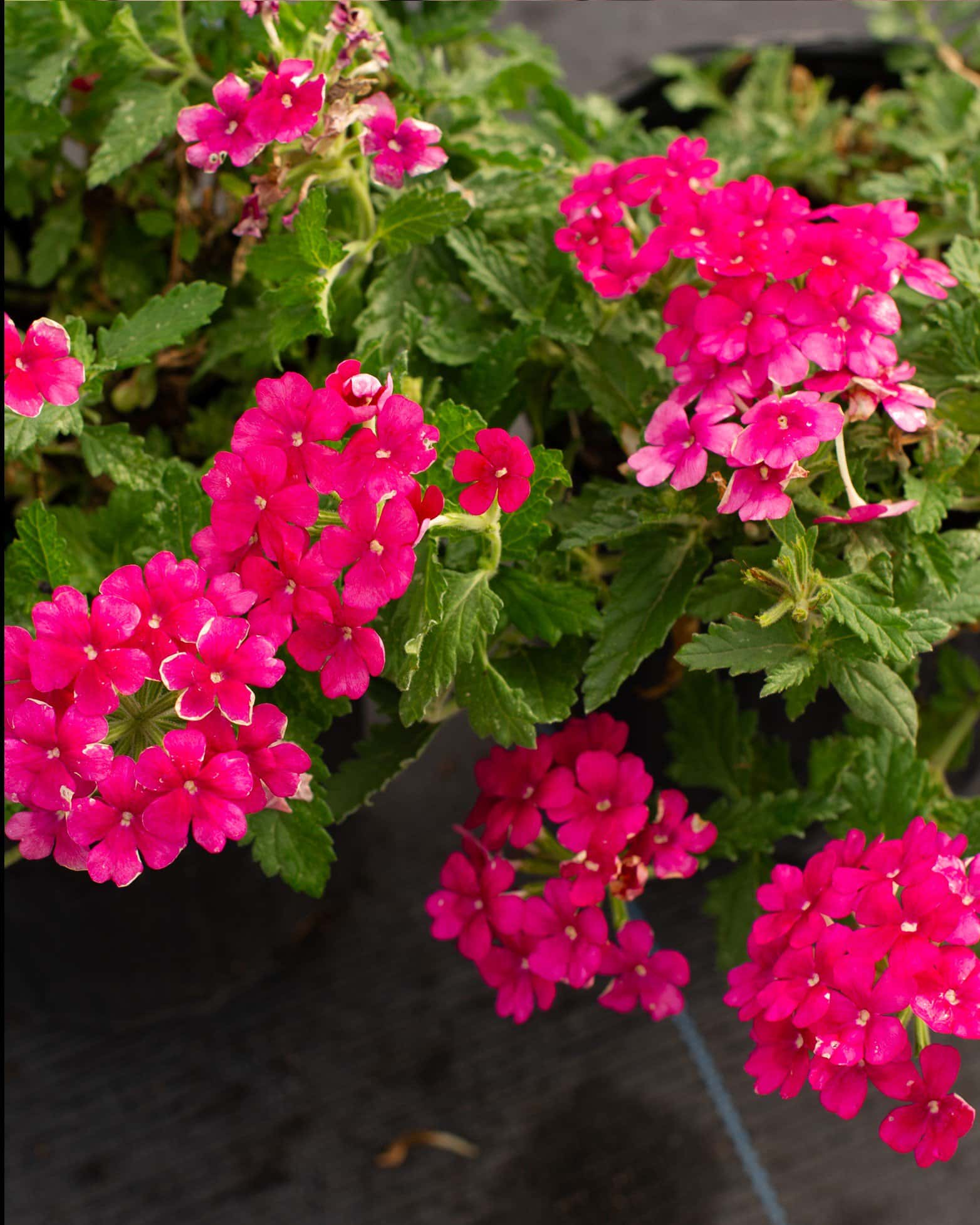 Empress Sun Cherry Verbena - Image 6