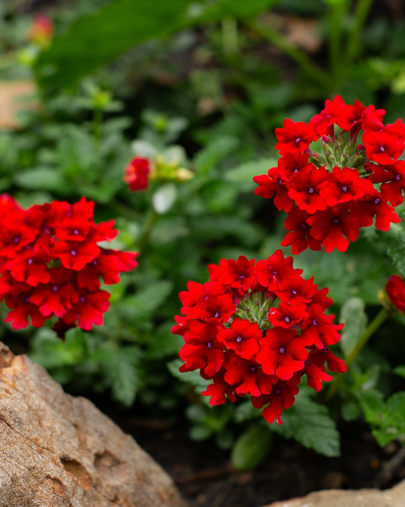Empress Sun Red Verbena - Main Image