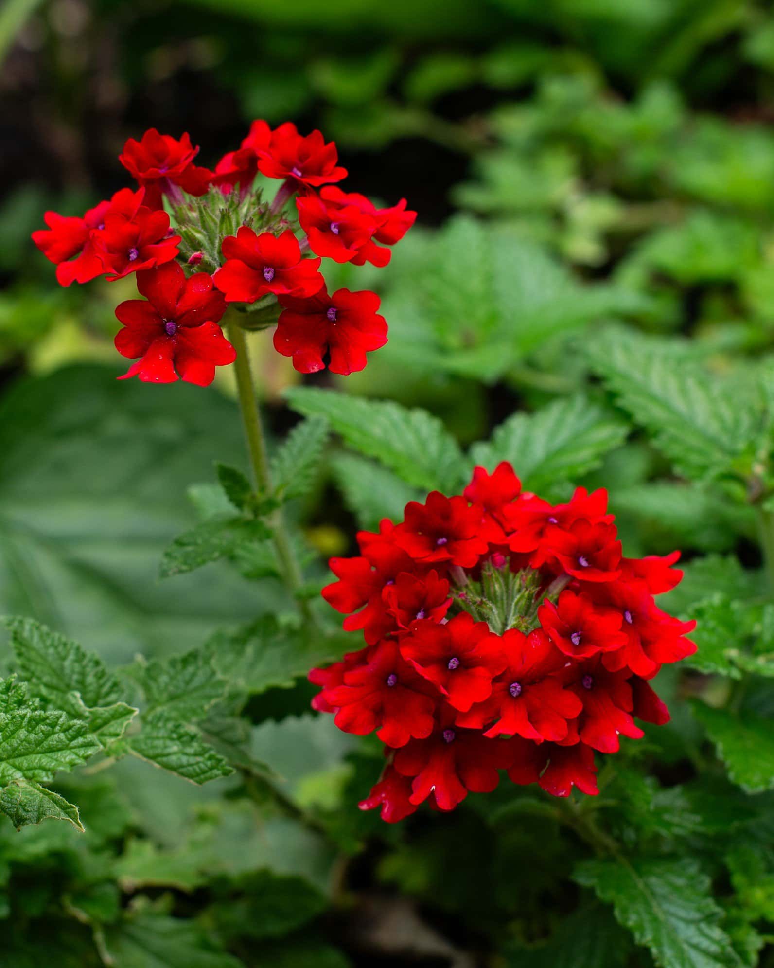 Empress Sun Red Verbena - Image 3