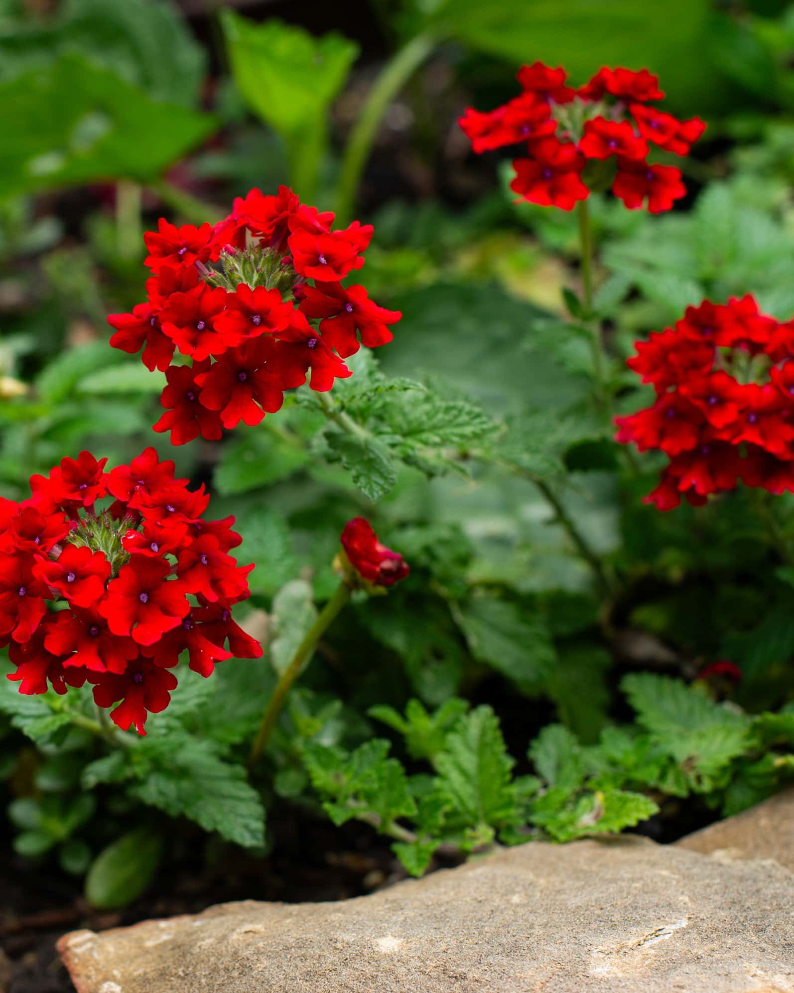 Empress Sun Red Verbena - Image 4