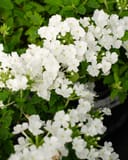 Empress Sun White Verbena thumbnail 1