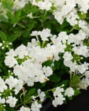 Empress Sun White Verbena thumbnail 2