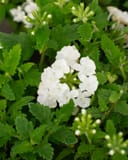 Empress Sun White Verbena thumbnail 3
