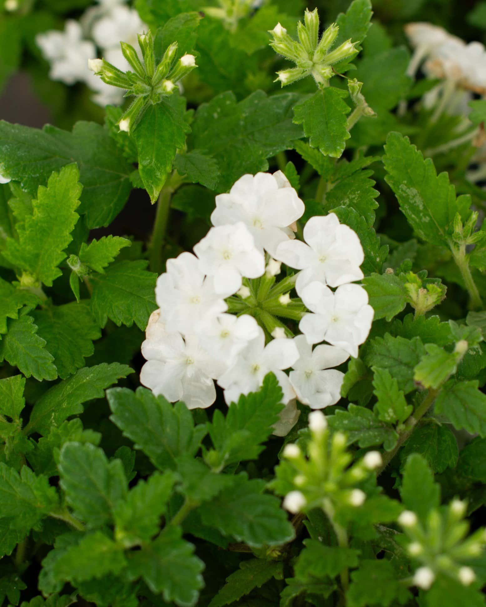 Empress Sun White Verbena - Image 2