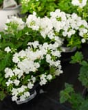 Empress Sun White Verbena thumbnail 4