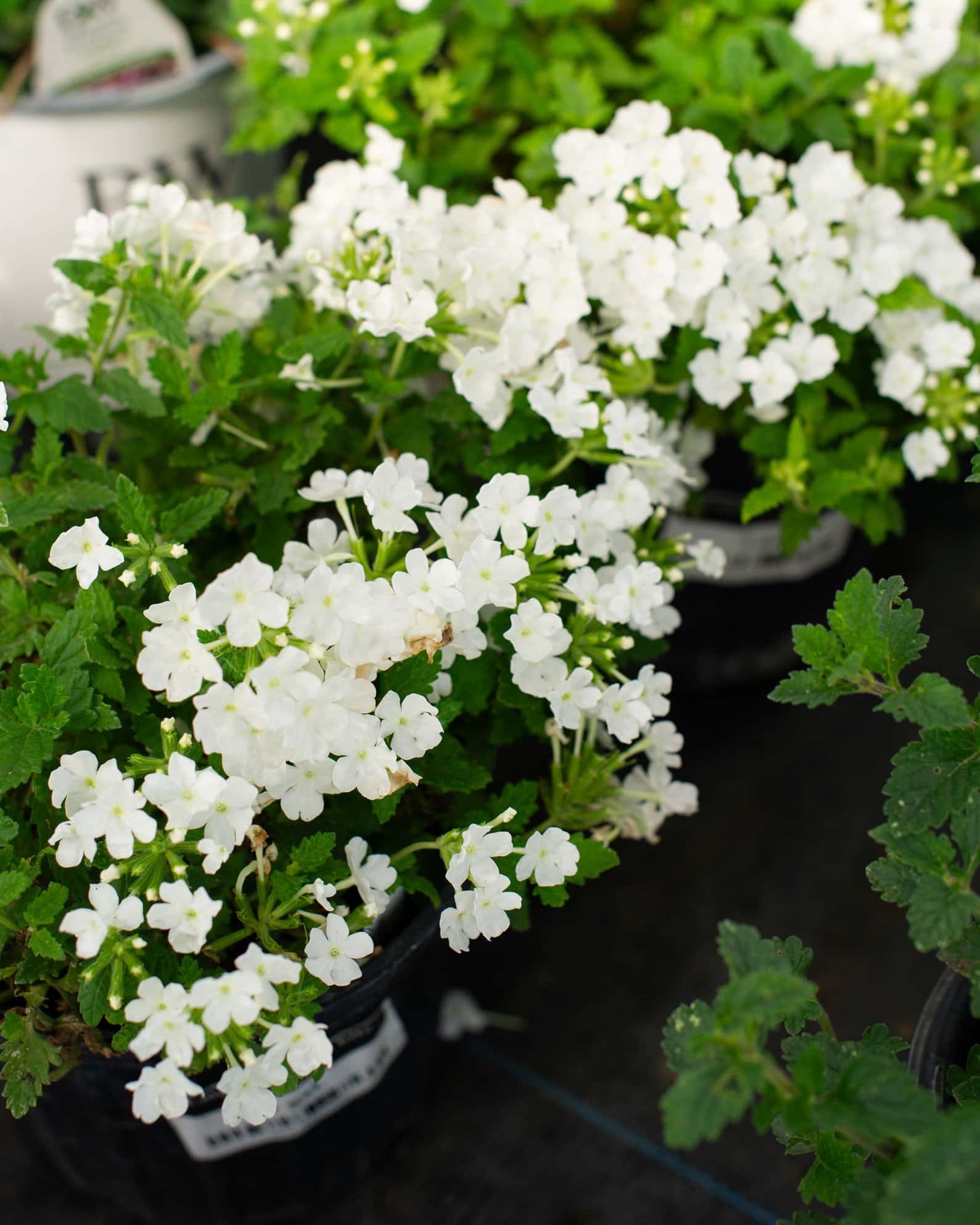 Empress Sun White Verbena - Image 3